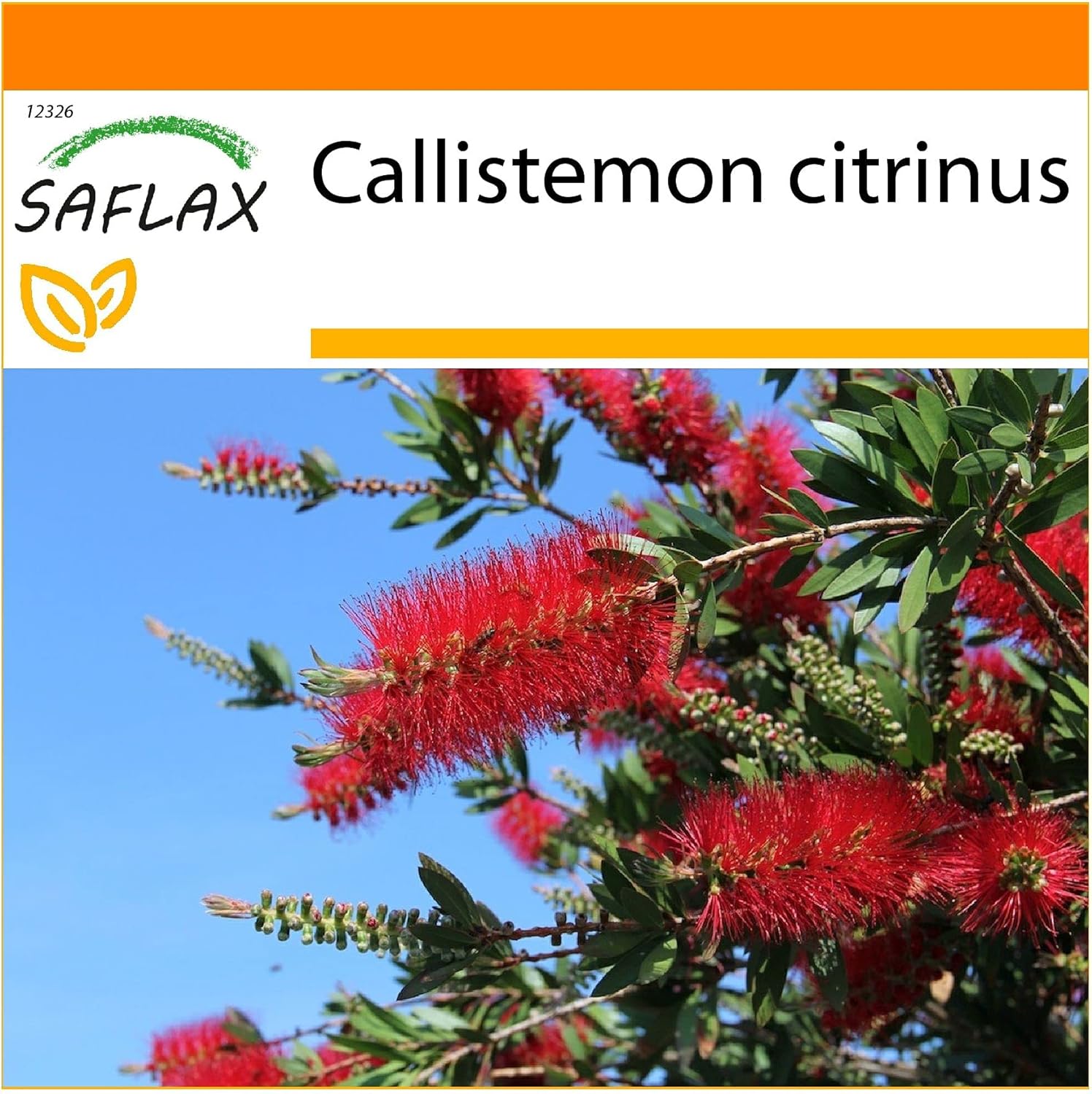 SAFLAX - Garden in the Bag - Árbol del cepillo - 400 semillas - Con sustrato de cultivo en un sacchetto rigido fácil de manejar. - Callistemon citrinus