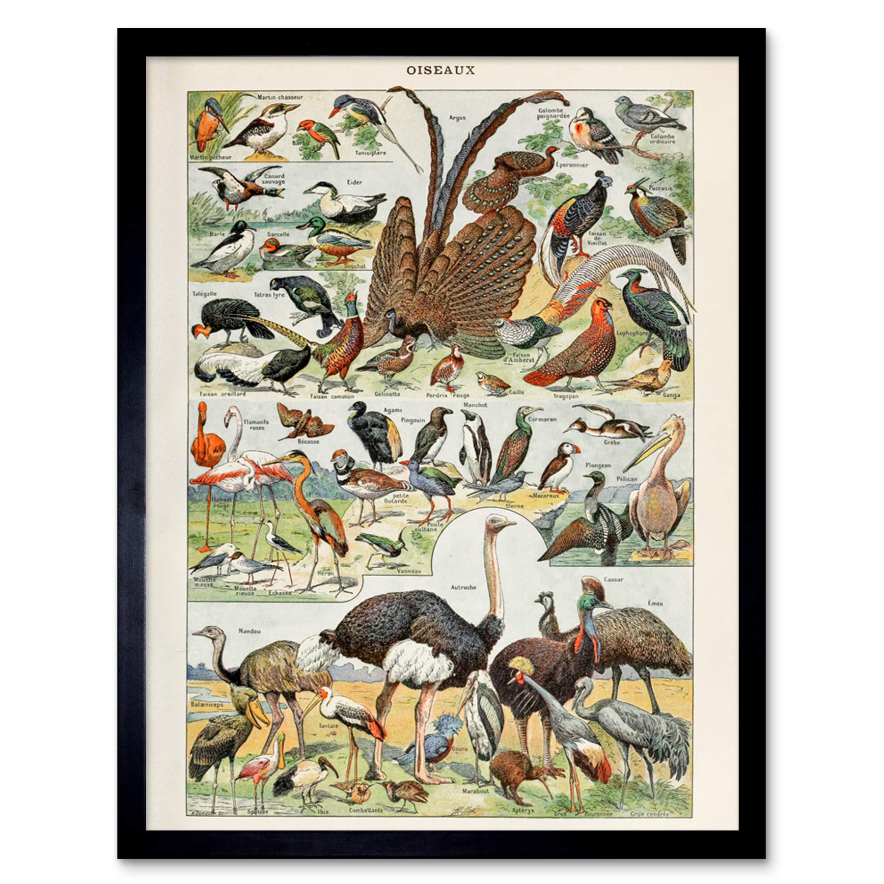 Artery8 Millot Encyclopedia Page Molluscs Shells Art Print Framed Poster Wall Decor 12x16 inch — view 149