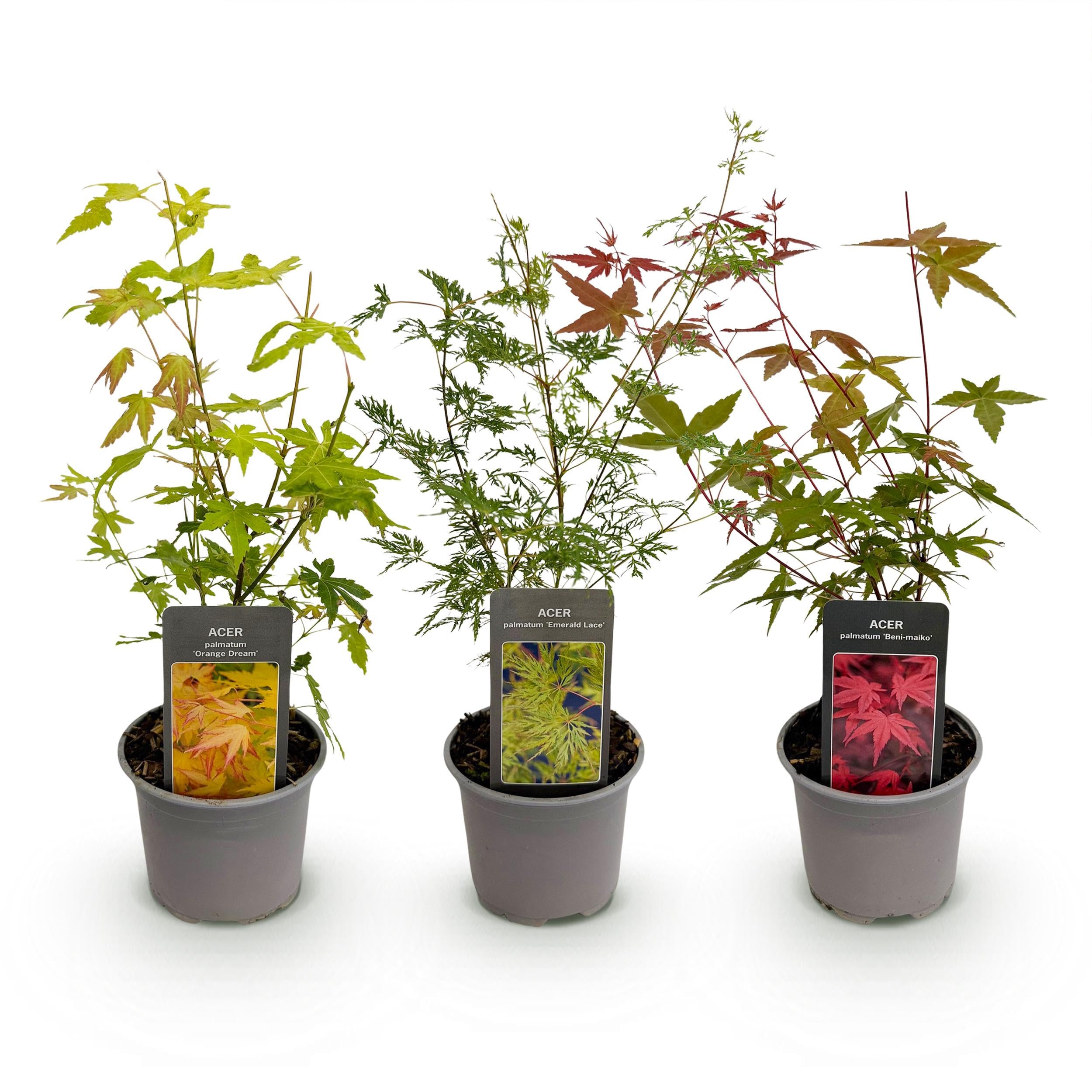 Acer palmatum Tricolour - Rosso-verde-arancio - 3 piante - Perde le foglie - Bassa manutenzione - 25-35cm - Ø12cm - Pianta da giardino
