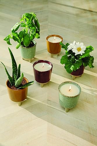 Miniatura 5 de Modern Sprout Kit Glow and Grow Vela perfumada 2 en 1 que se convierte en una planta de margarita, vela de soja de 12 onzas con 78 horas de tiempo