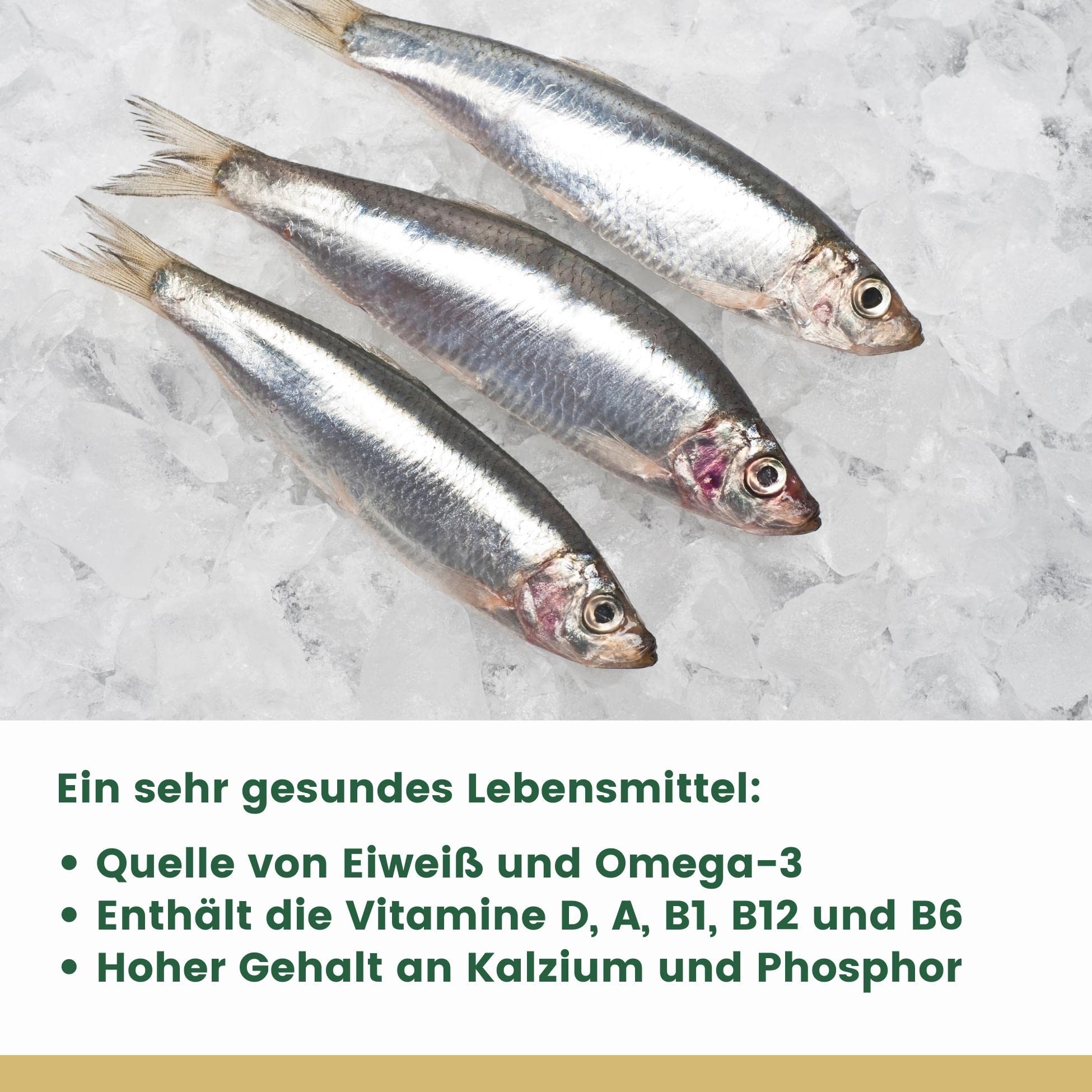 Luças - Sardines en Huile d'Olive et Poivron Vert/Produit Gourmet du Portugal - 5 x 120 gr Pack