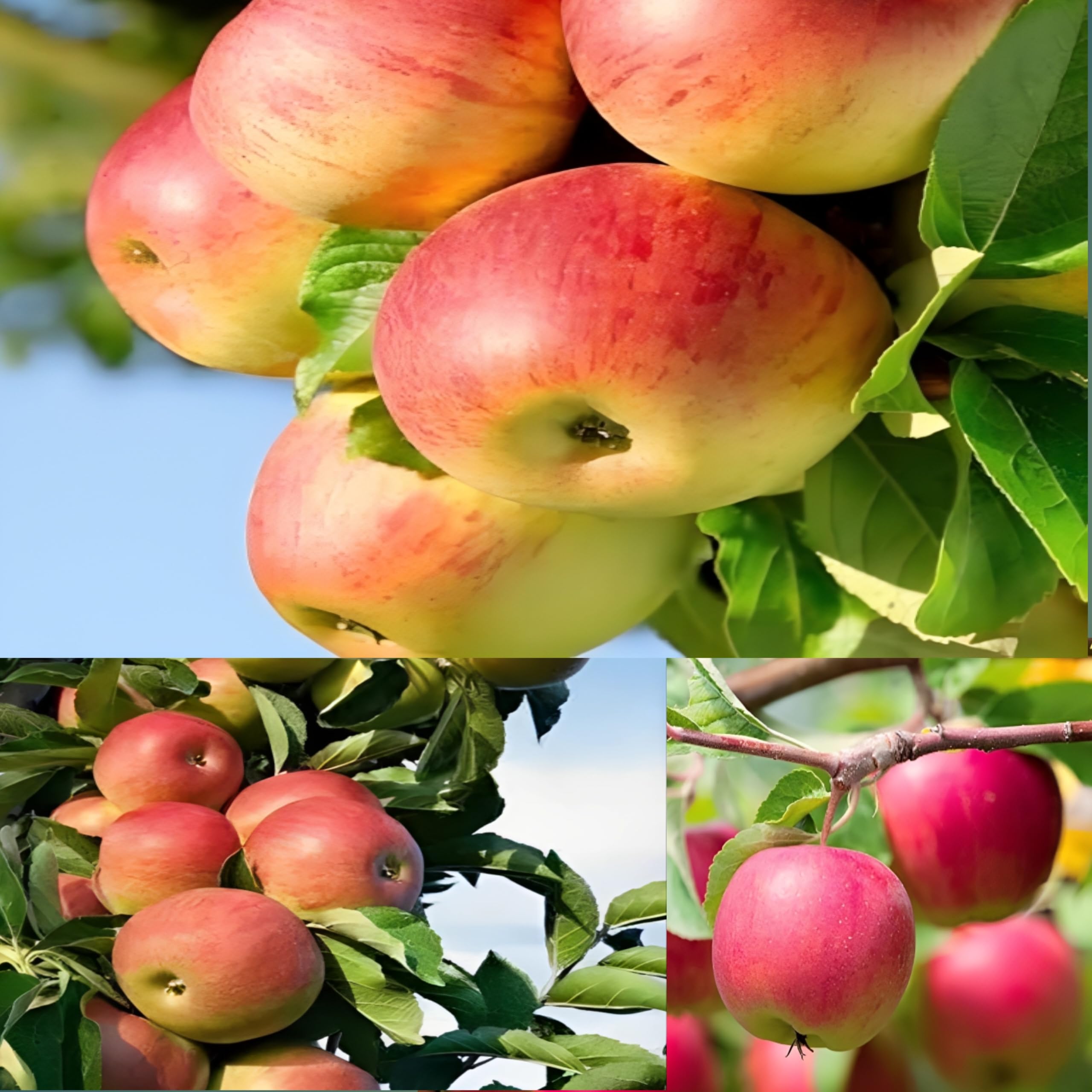 Dejestqoo Combo 2 Apple Plant Hybrid All Seasons (Plant Height 2-3 Feet) Apple Tree Plant Hybrid Live Fruit Plant For Homr Garden Apple Fruit Plants Live Hybrid All Season (B0CH8MXRXB) Amazon Price History, Amazon Price Tracker