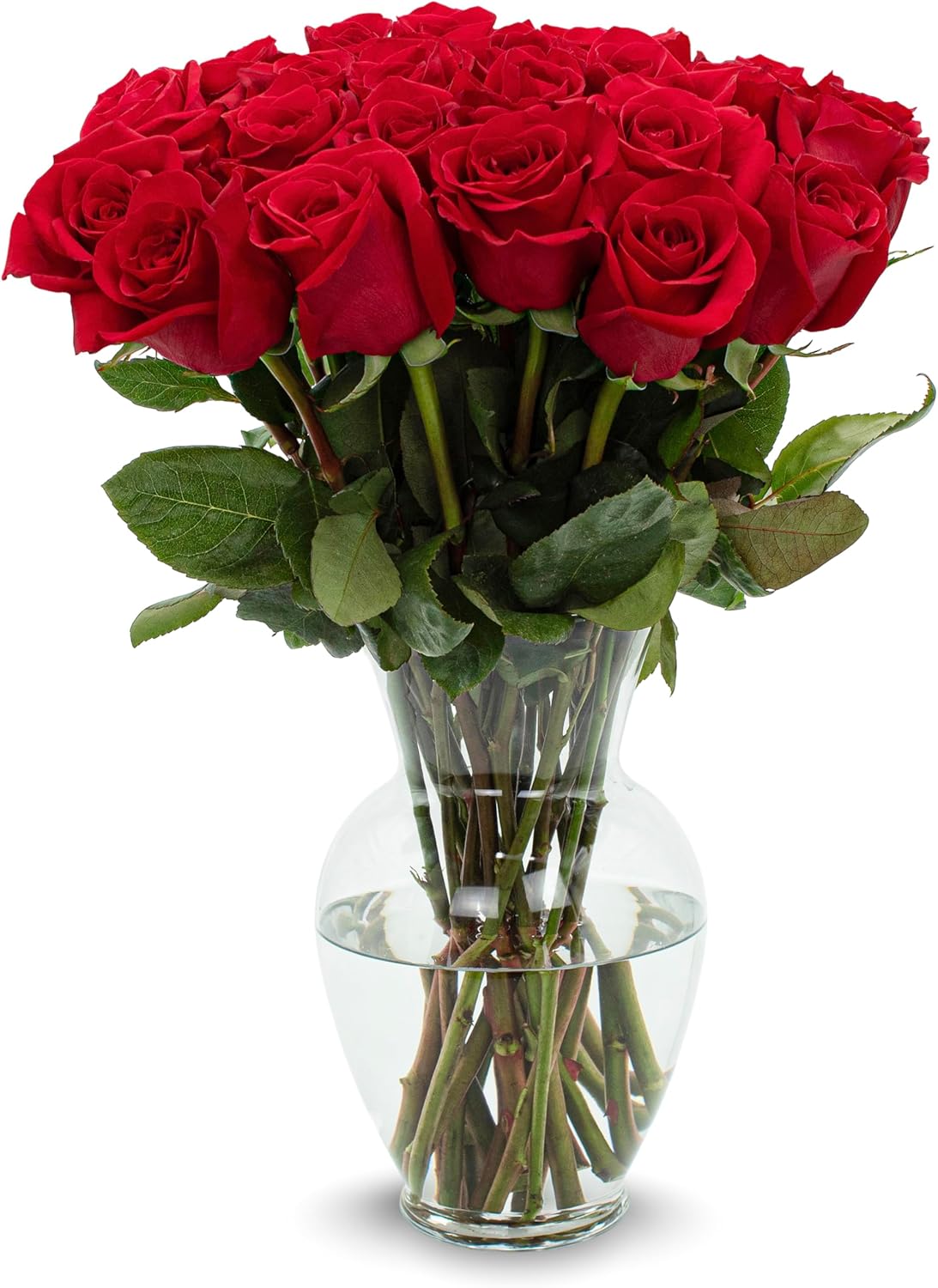 Stargazer Barn – 24 Stem Premium Red Roses Bouquet (Vase Included) - Hand-Tied in the USA - Fresh Flower Delivery for Birthday, Anniversary, Sympathy, Home Decor, Wedding, Mother's Day
