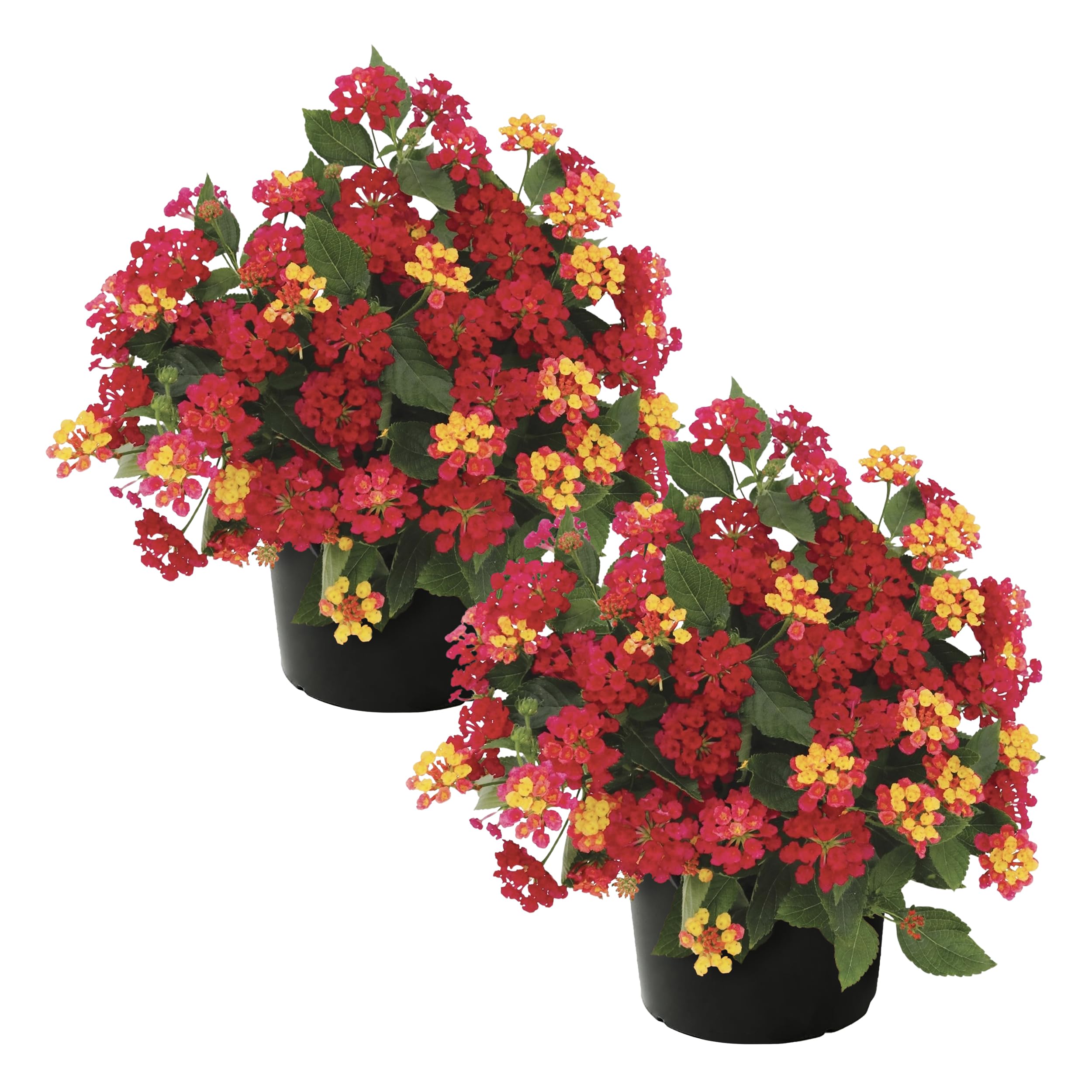 Live Flowering Lantana - Havana Red Sky