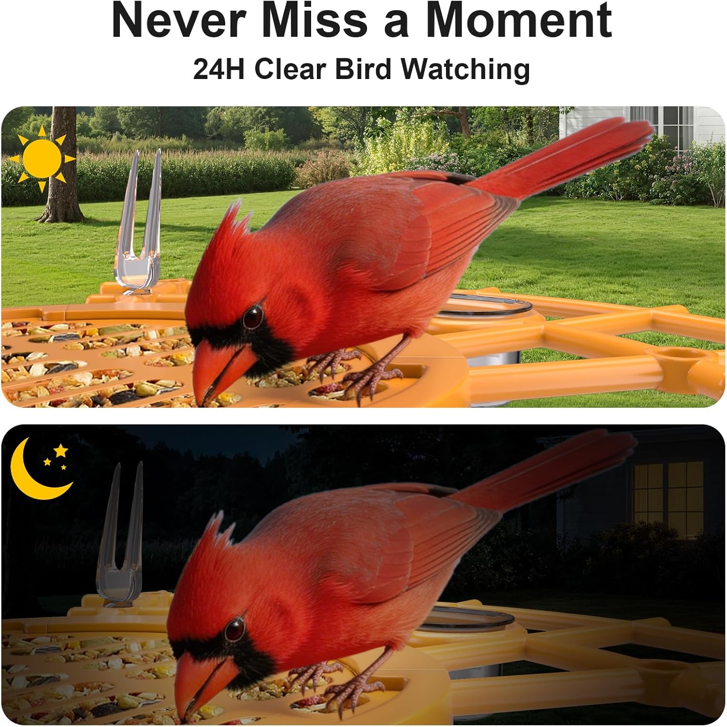 Image not found