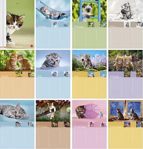 Birthday Calendar - Katzenkinder: Geburtstagskalender, immerwährend