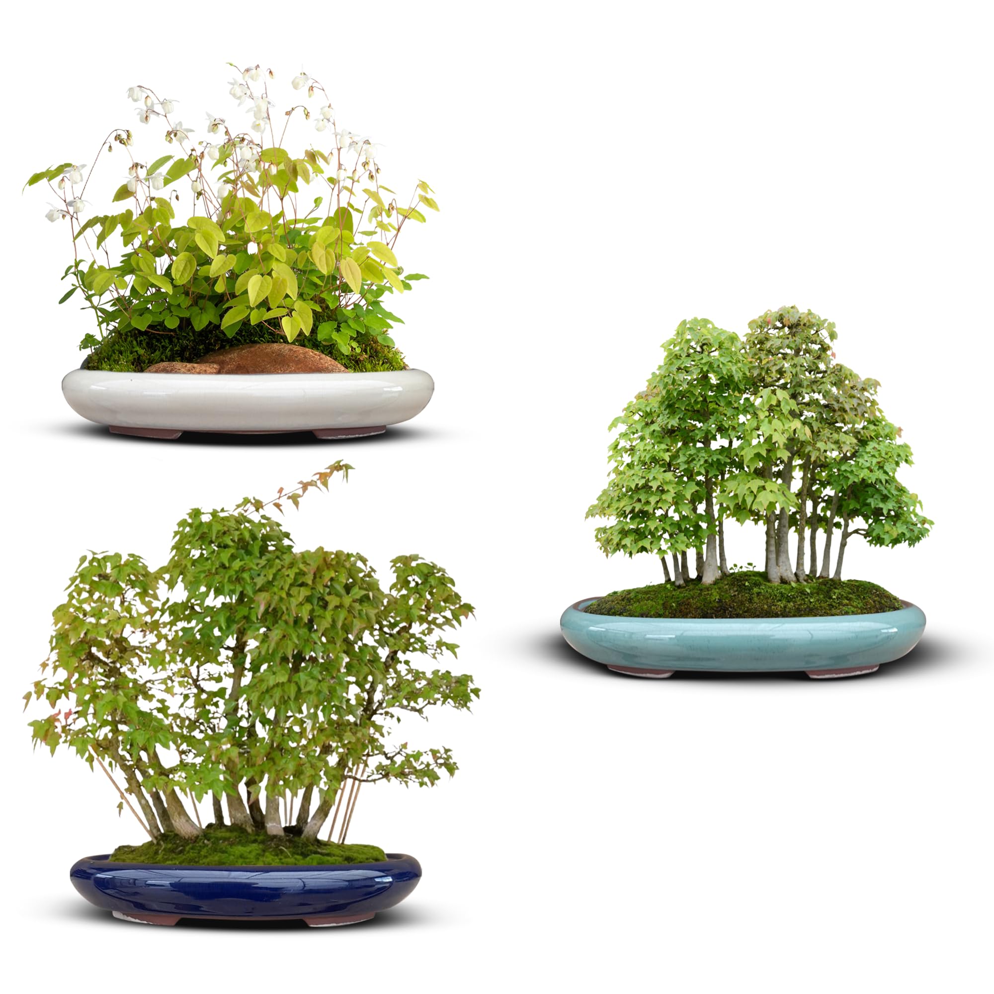 Macetas Bonsai Ceramica para Mame y Shohin 13.5x10x2.2 cm | Set 3 Macetas Ovaladas | Macetas para Bonsai Resistentes a Cualquier Clima | Maceteros Bonsai Ceramica con Drenaje