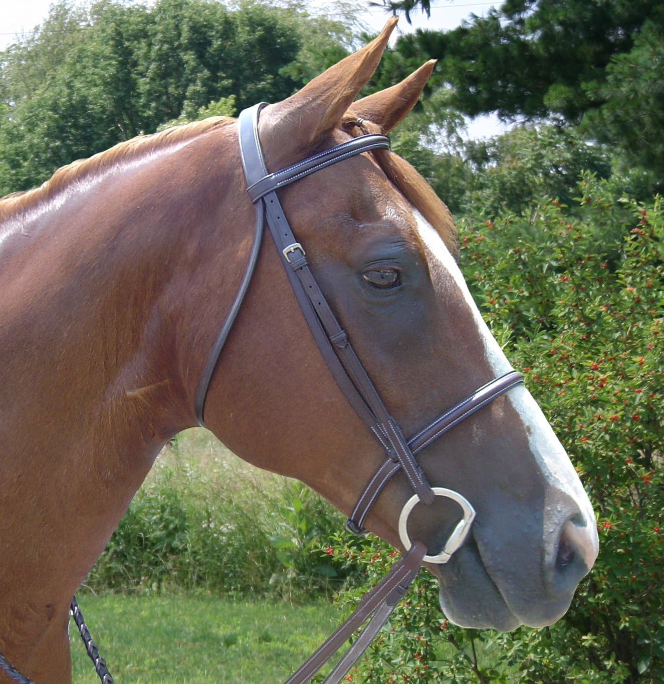 Opulent Series Raised English Bridle with Laced Reins USA Leather