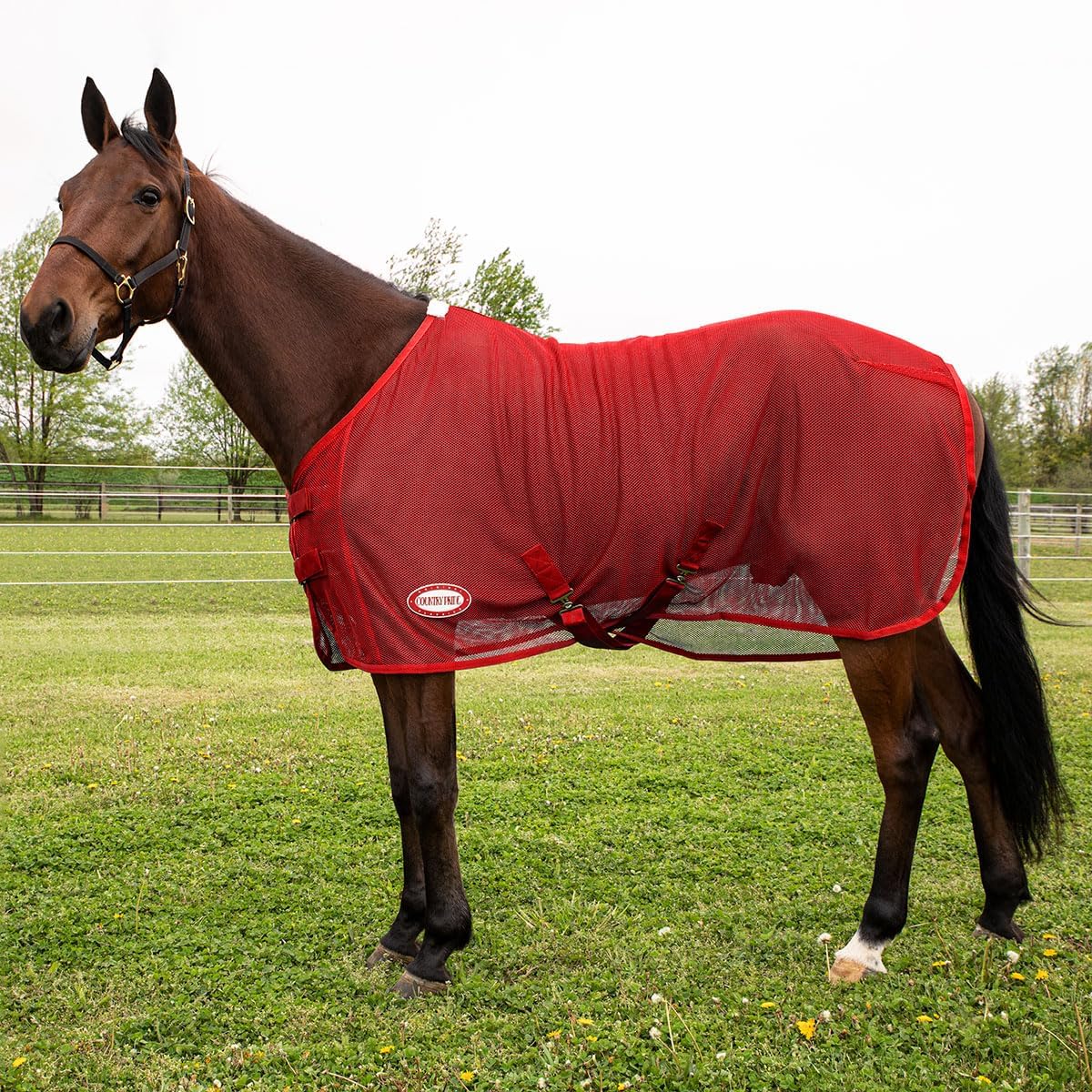 Country Pride Lightweight Fly Sheet Scrim, Breathable Mesh Fly Protection, Double Surcingle Open Front, Bias Surcingle and Tail Cord, Indoor and Trailer Use, Blue Red Green (Red, Medium 74-76")