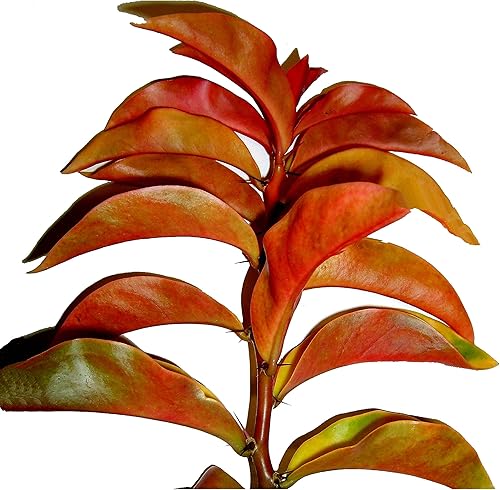 PERESKIA Tropical Barbados Grosella espinosa rosa espinosa cactus fructífera planta viva hojas de colores inusuales tamaño inicial, maceta de 4