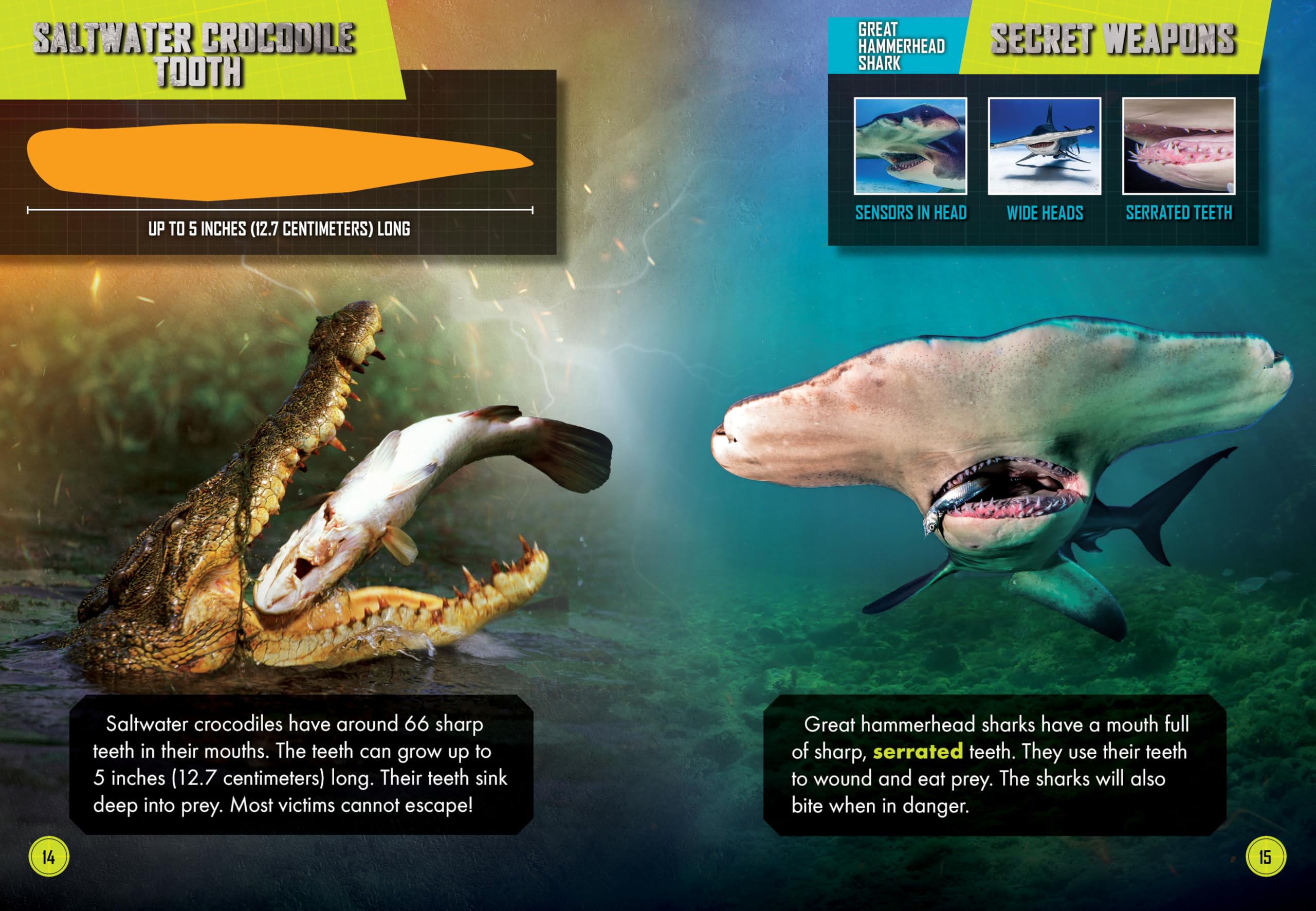 Saltwater Crocodile vs. Great Hammerhead Shark