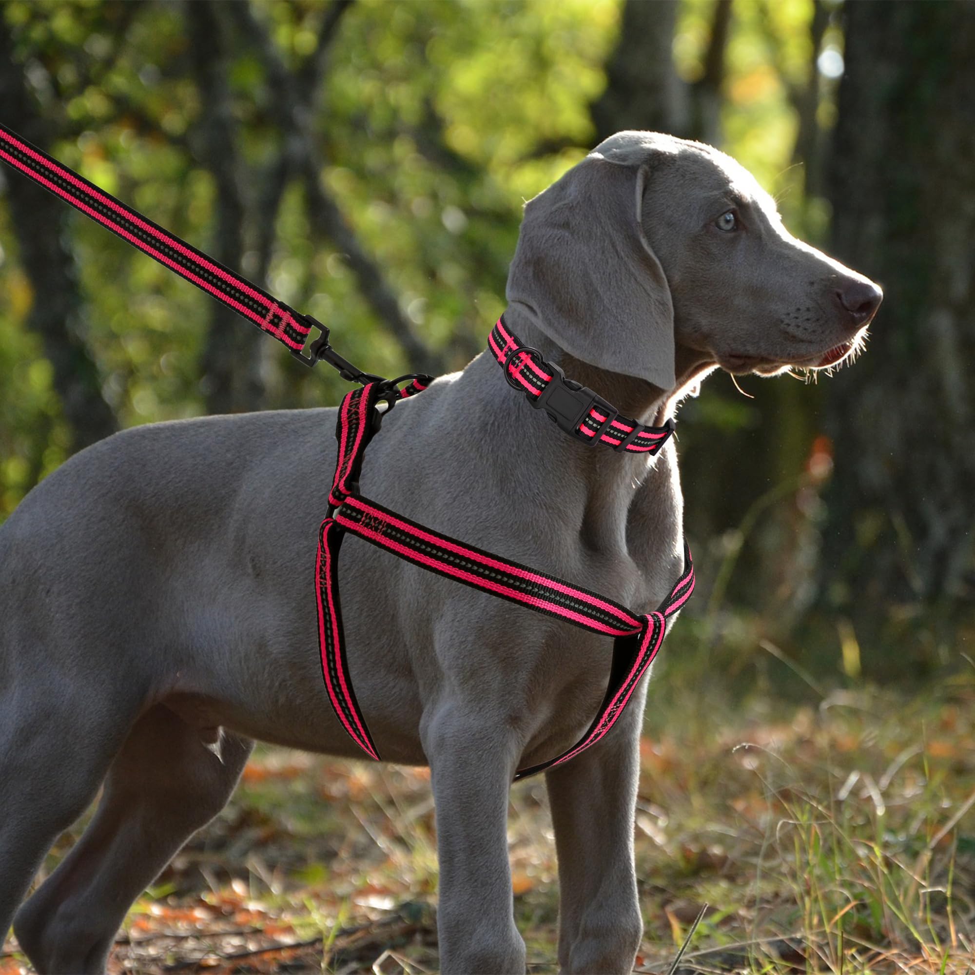 Amazon | 夜間反射 ダブルバンド ナイロン 小動物 ペット 犬 調節可能