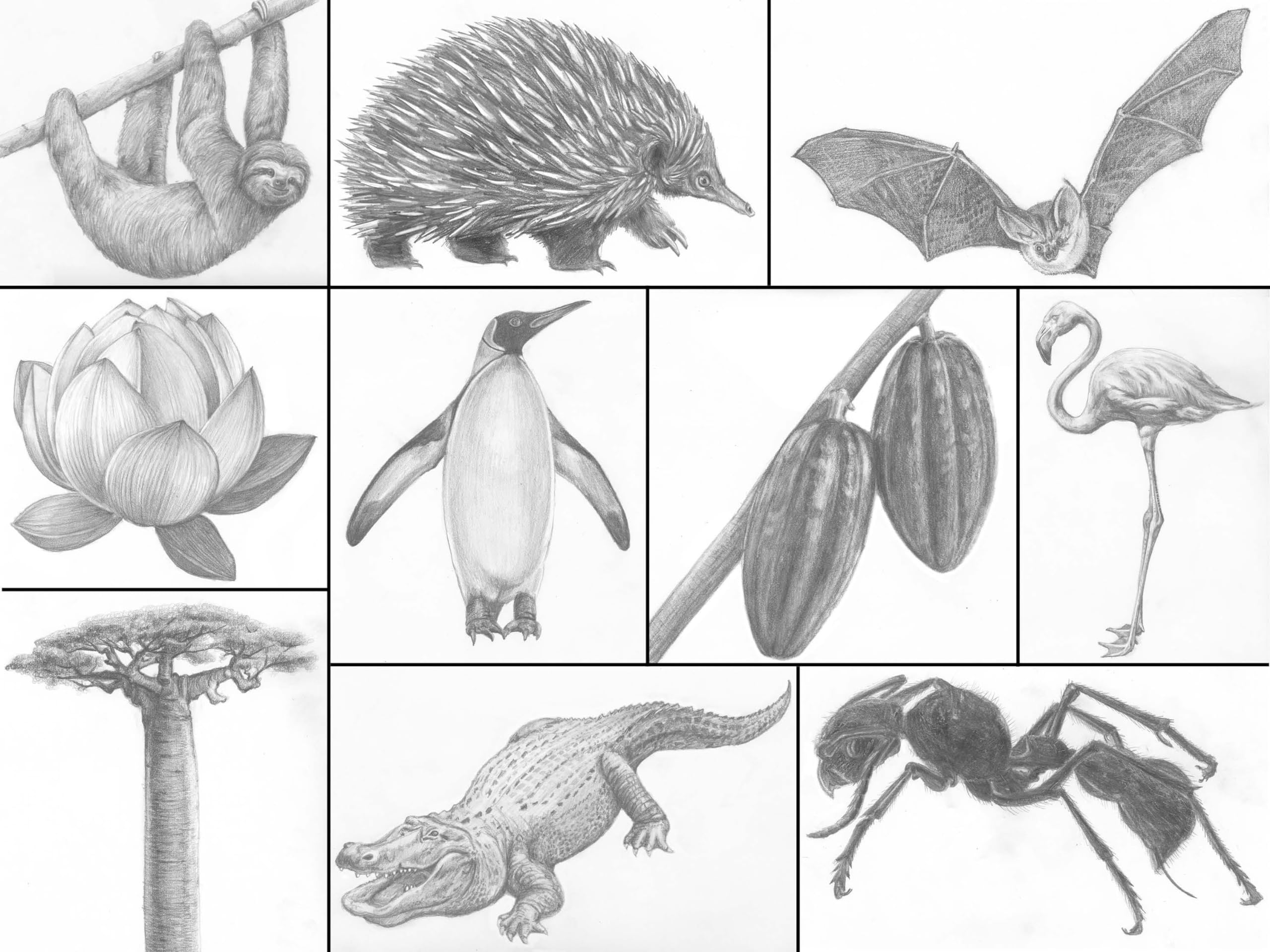 Drawing Nature: The Quick and Easy Way to Draw Animals, Plants, and More (The 15 Minute Artist)