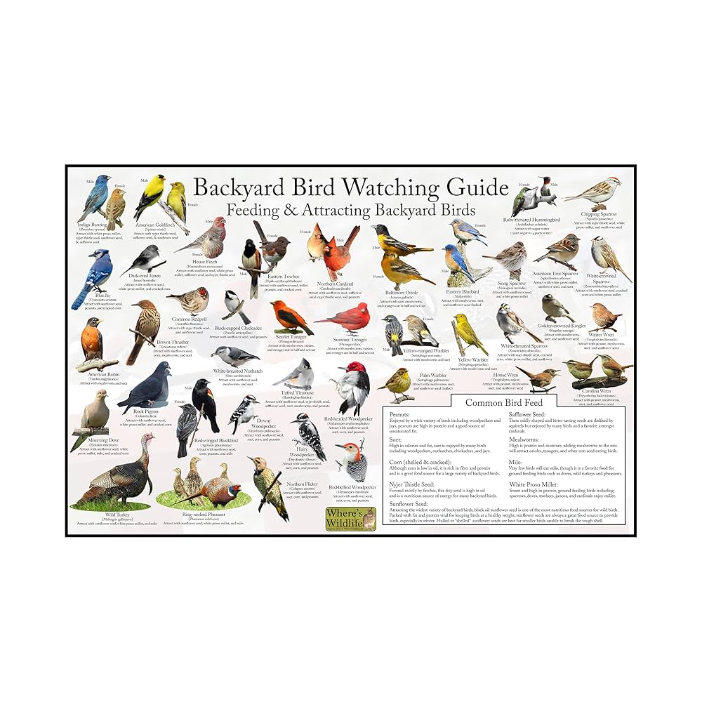 How to Learn Bird Identification: Master Tips for Beginners