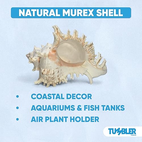 Miniatura 3 de Tumbler Home Concha Murex, conchas marinas grandes para decoración, conchas marinas grandes reales para decoración de habitaciones playeras,