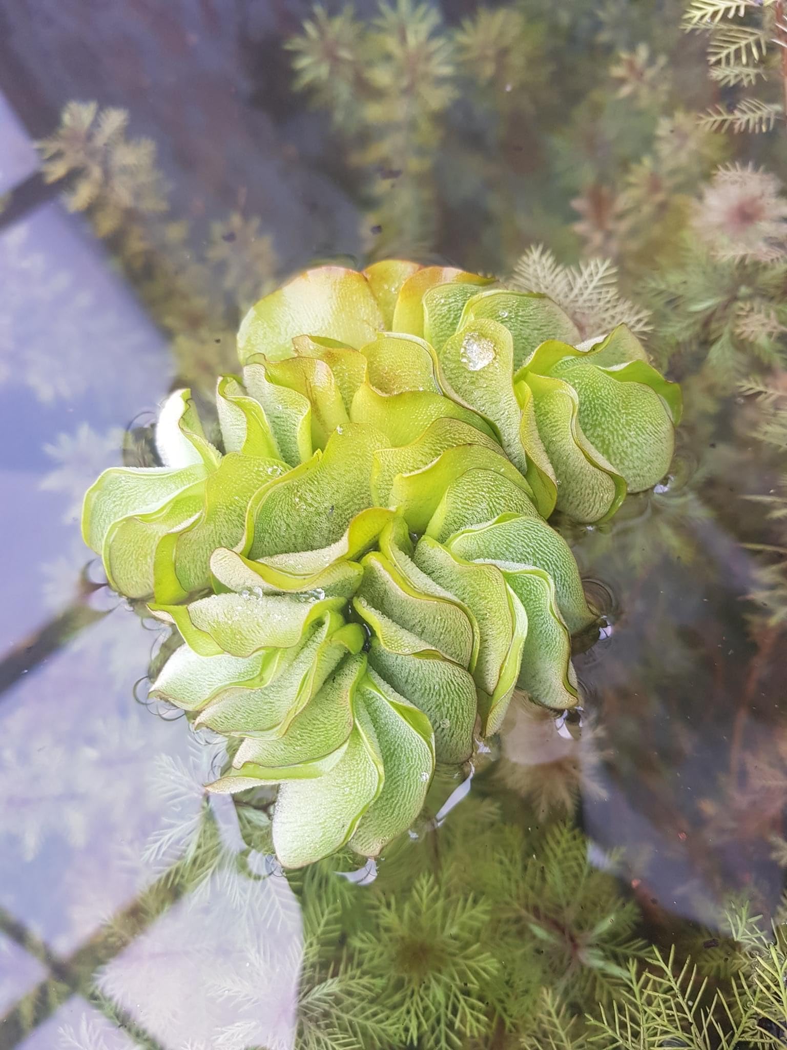 Lincolnshire Pond Plants Ltd 15 Pieces Salvina natans for Pond, Floating Plant Against Algae