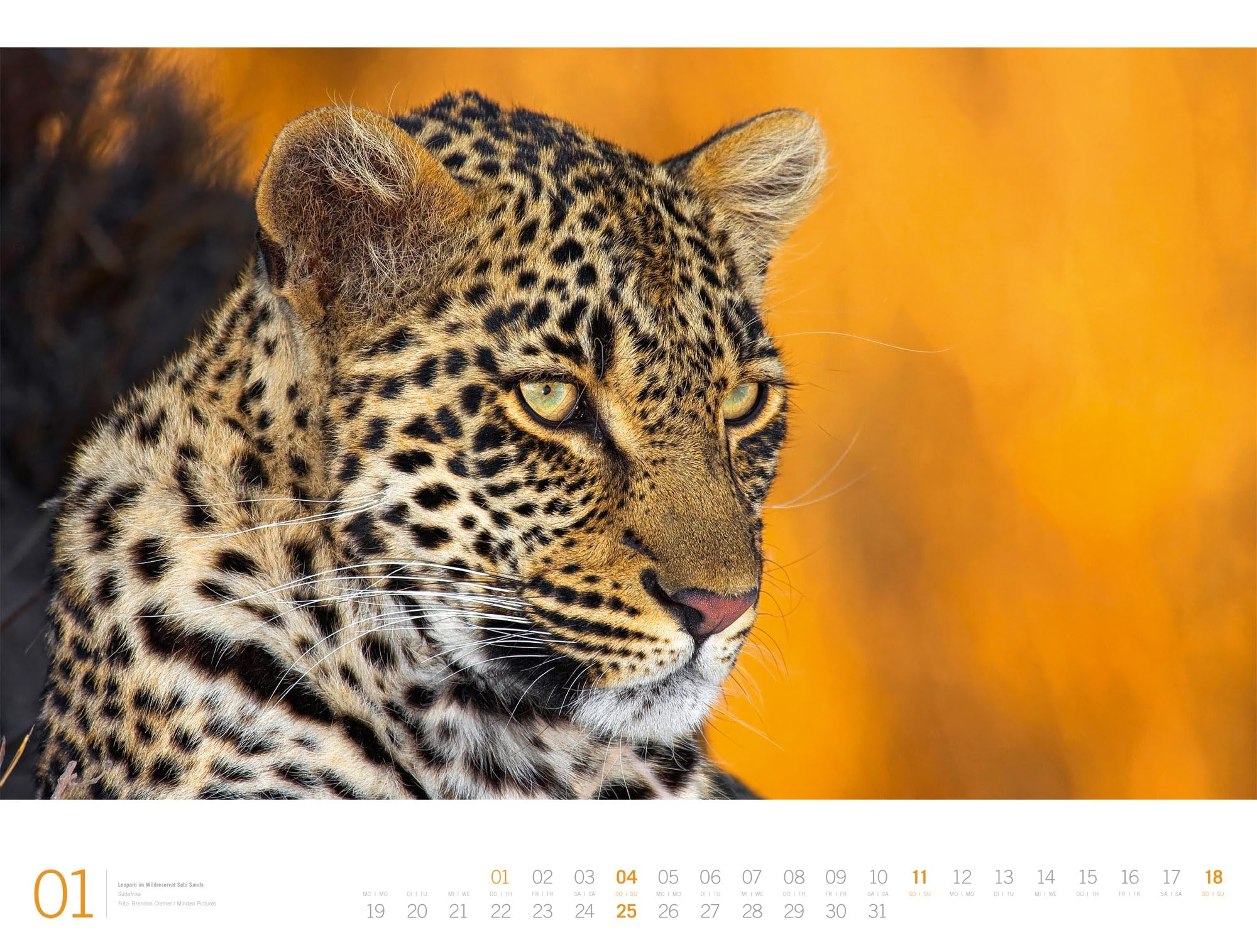 Afrika Gallery Kalender 2026: Bildgewaltiger Afrika-Kalender im großen Querformat (66x50 cm) | Tiere und Landschaft im Großformat