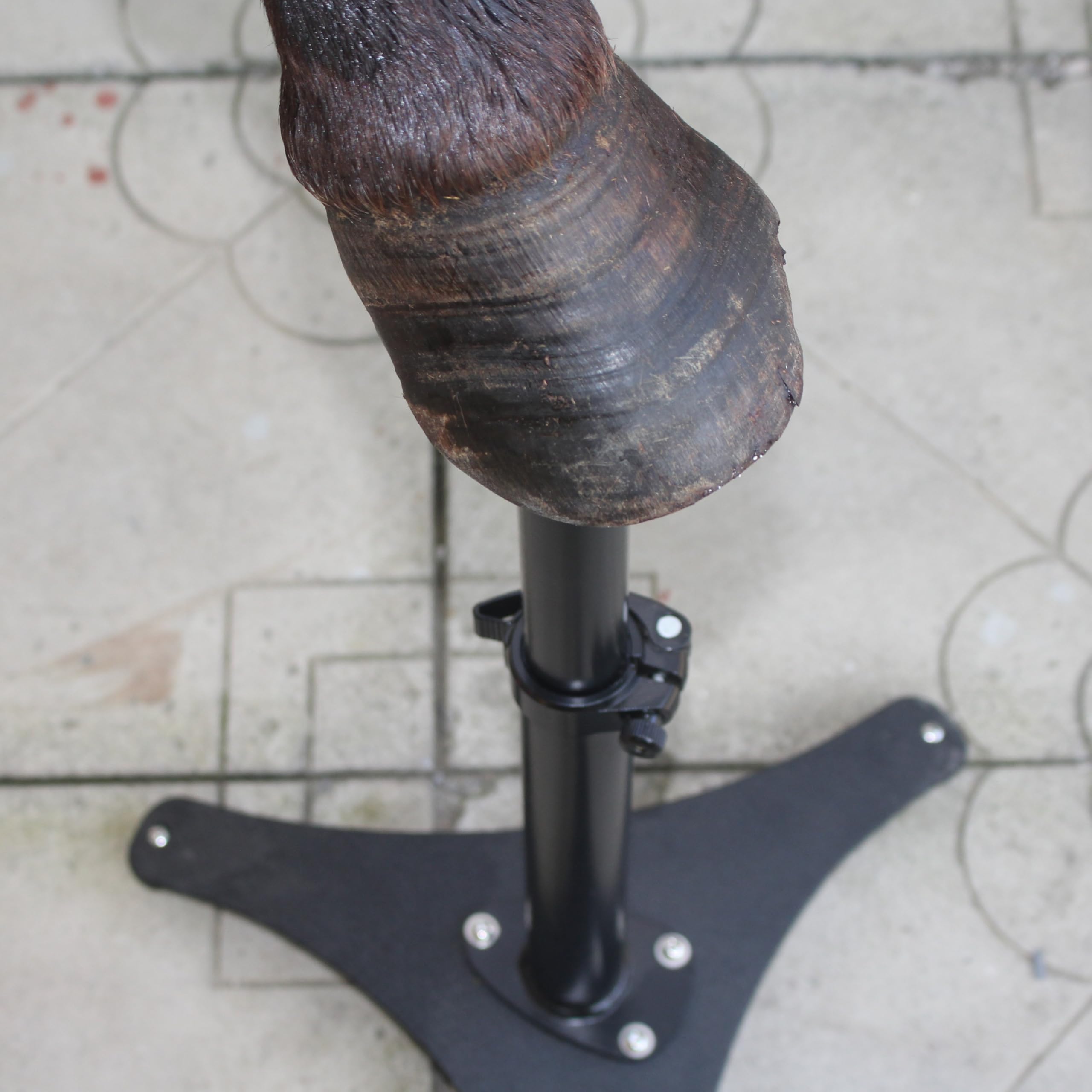 Hufbock für Pferde höhenverstellbar, Farrier Hufständer aus Metall mit Gusseisenfuß, Stabiler Hufstand für Hufpflege bei Pferd