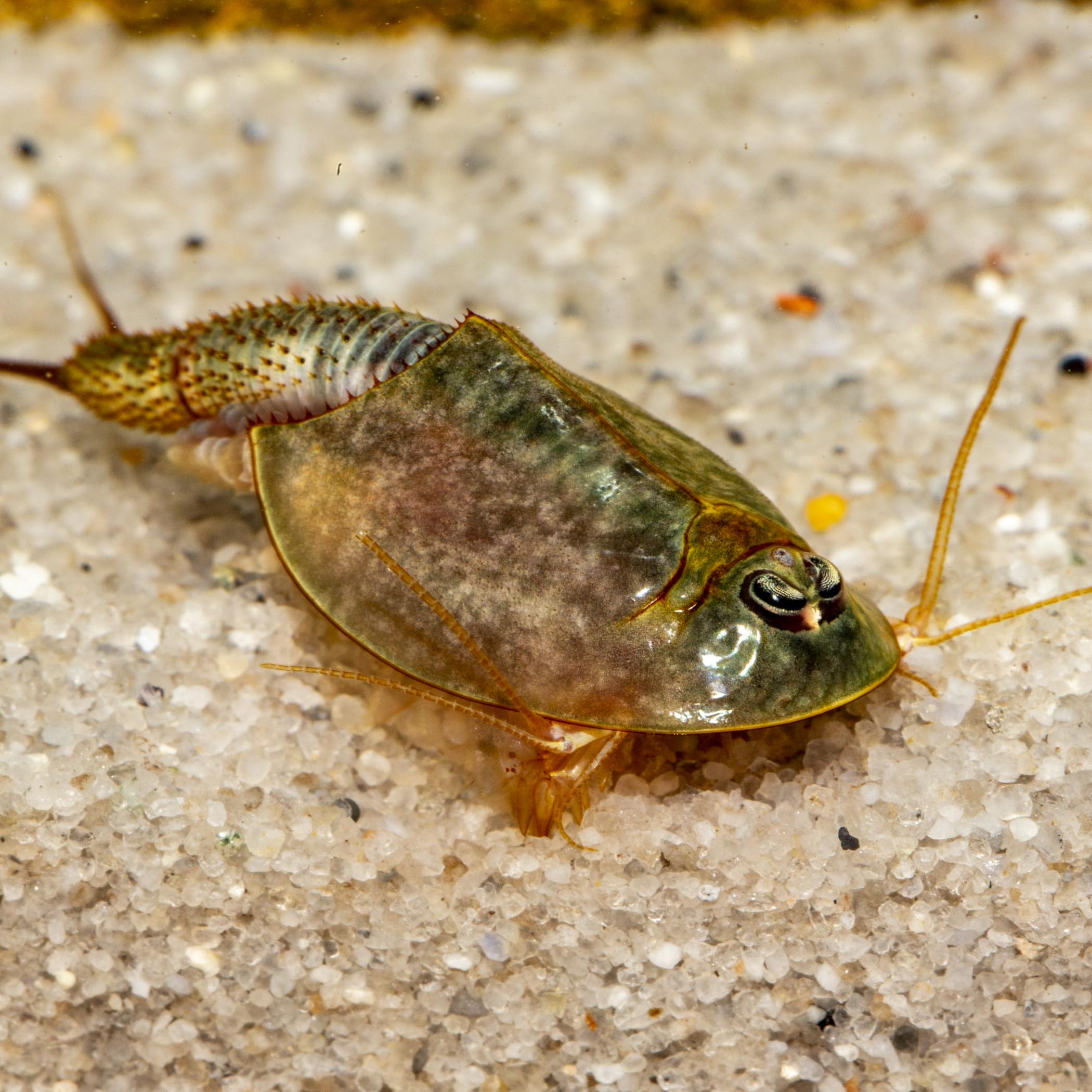 Triops longicaudatus (Black Beauty) - Starter Set Urzeitkrebs Eier - mit Futter und Anleitung