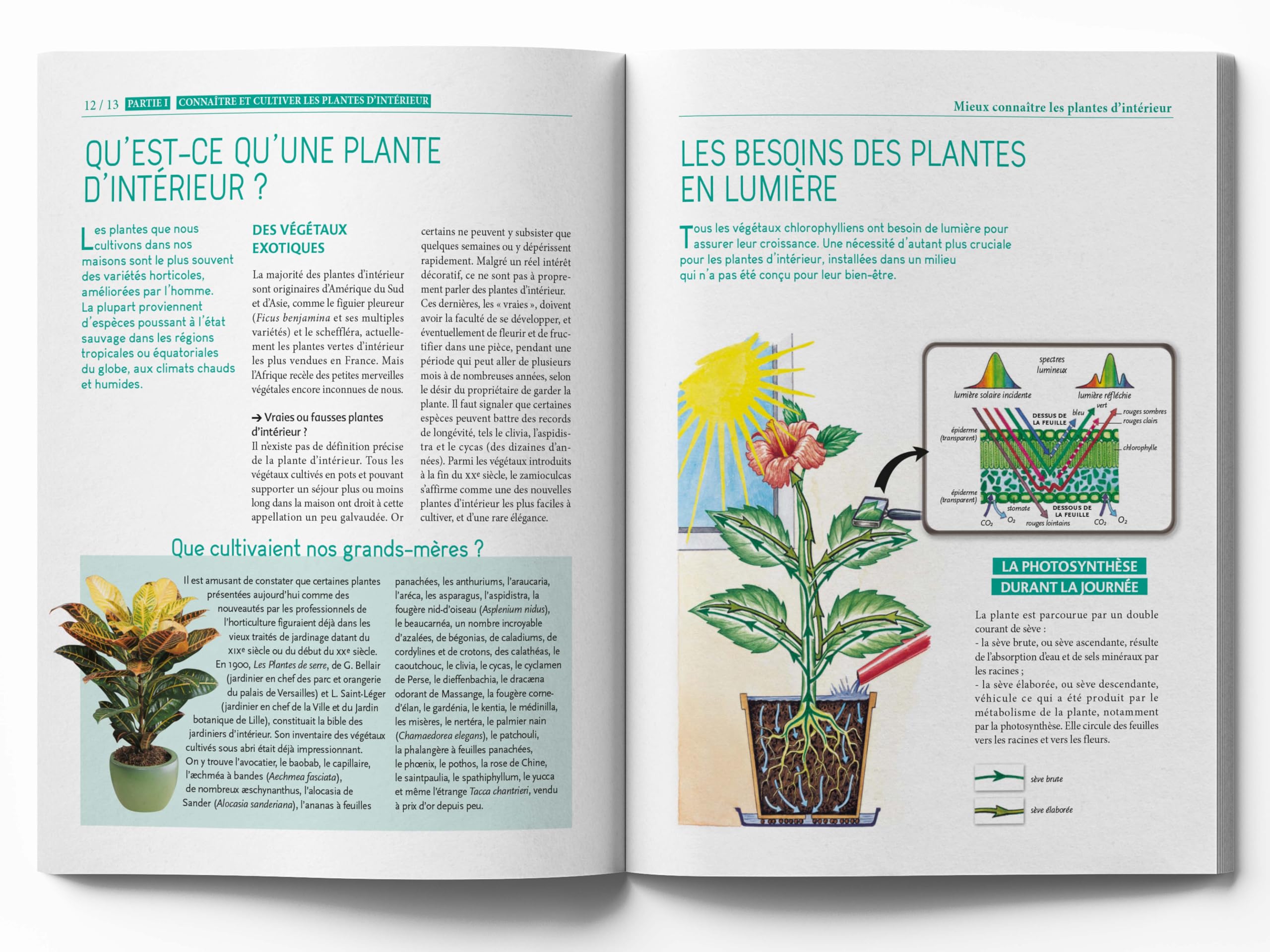 Le Traité Rustica des plantes d'intérieur