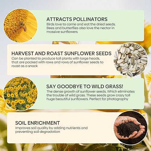 Miniatura 6 de Semillas de girasol de mamut para plantar, 1 onza, más de 200 semillas, crece flores solares gigantes altas, alta germinación, planta de flor de sol