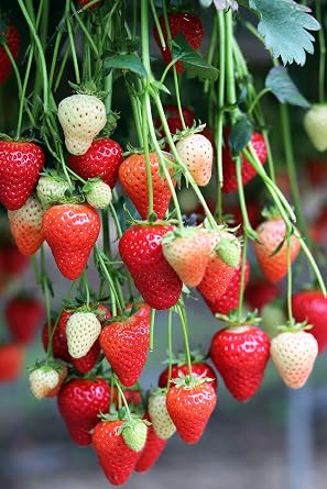Thursday Cottage Organic Strawberry Jam 340g