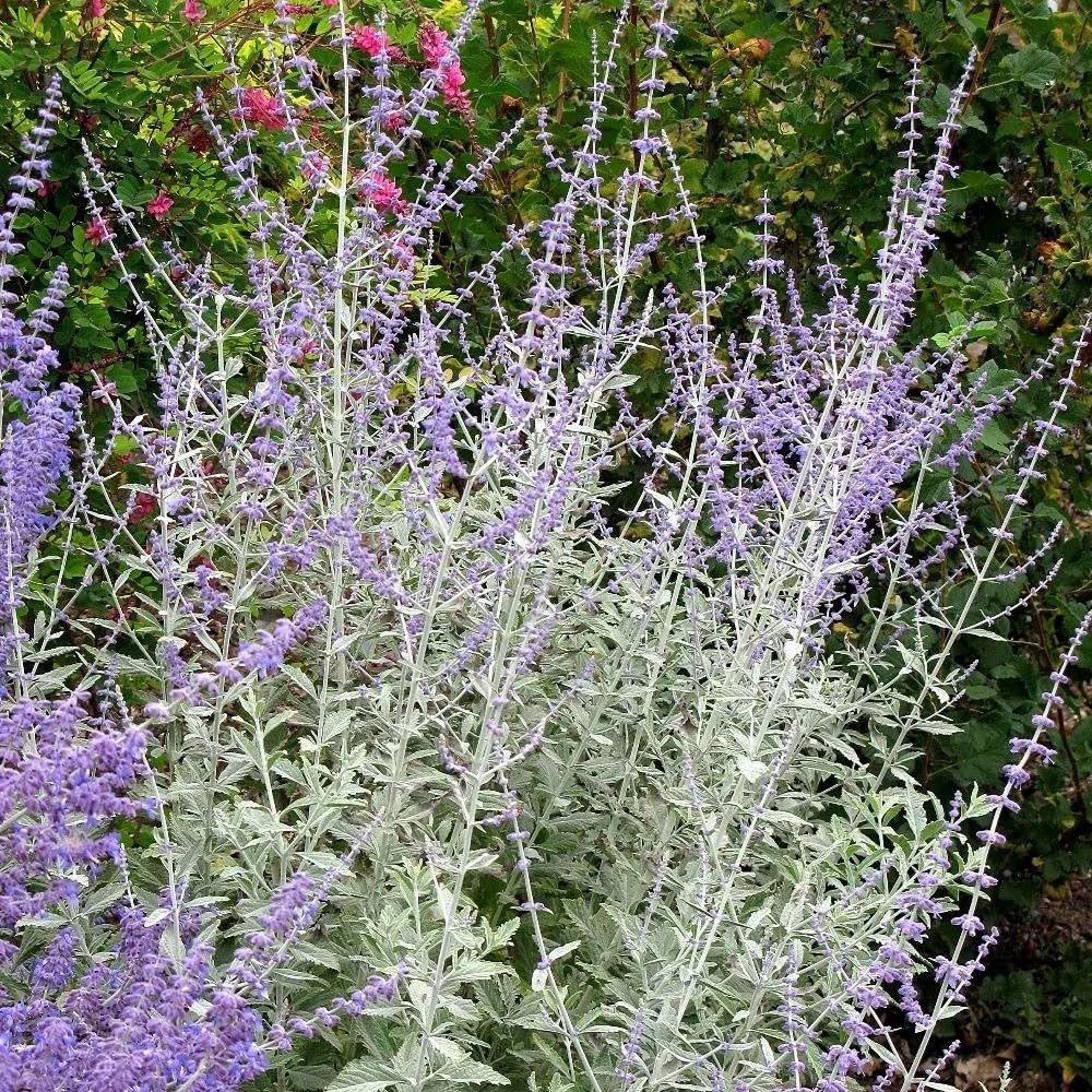 Plant Theory Silvery Blue Russian Sage Perovskia Shrub Plant 2L Pot
