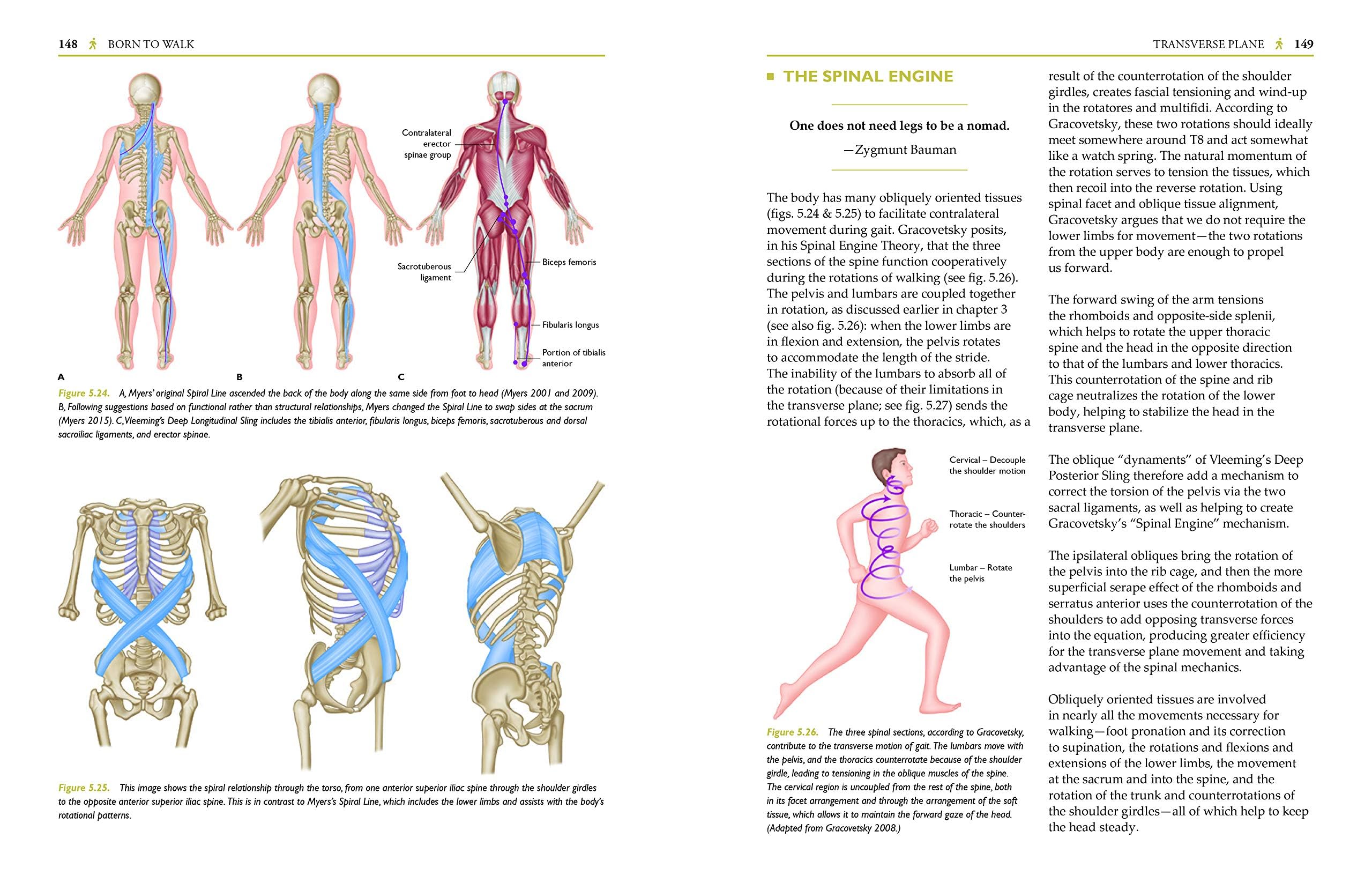 Born to Walk: Myofascial Efficiency and the Body in Movement