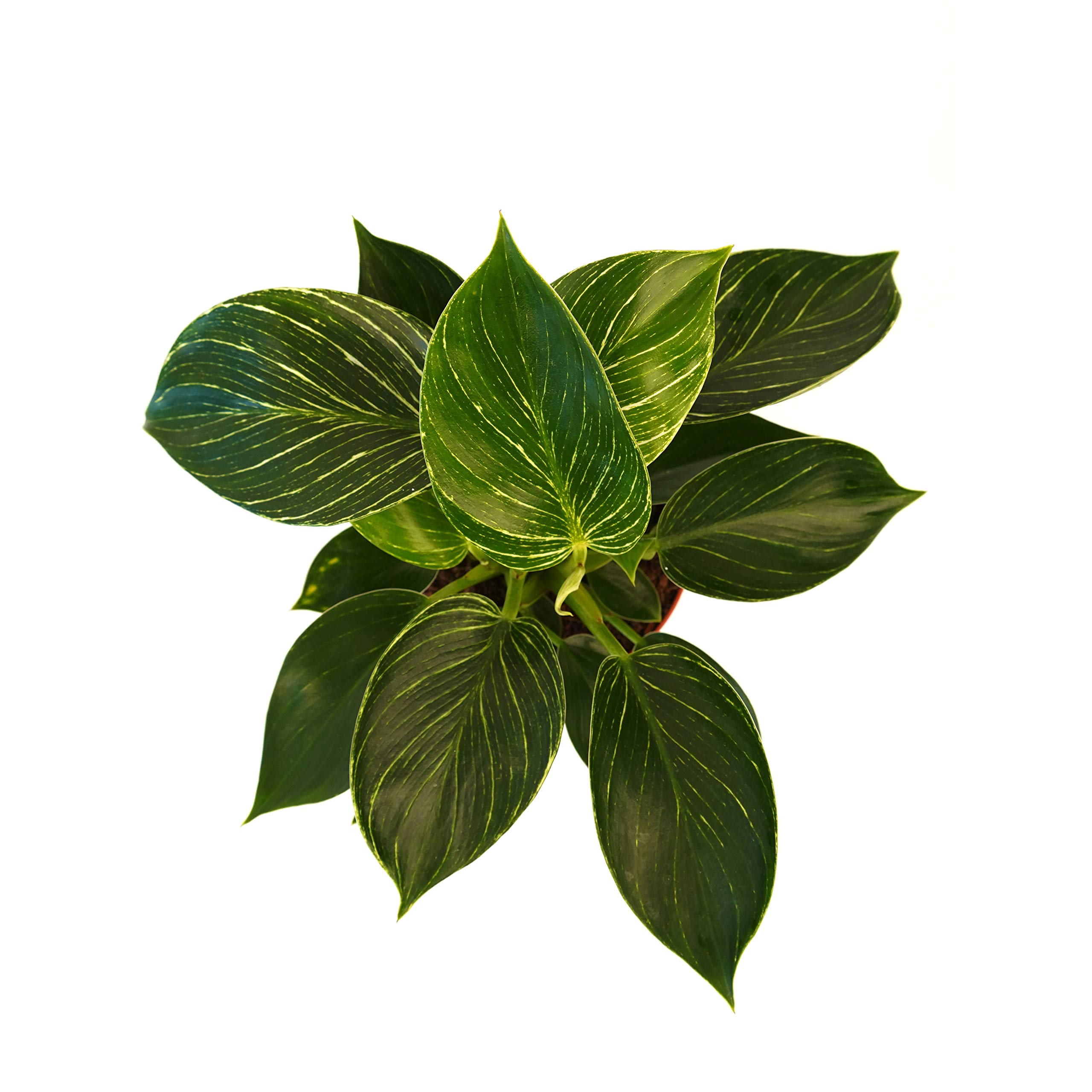 calathea ctenanthe burle marxii Ctenanthe burle-marxii 'Amagris' (Calathea) – Jordan's Jungle main image 1