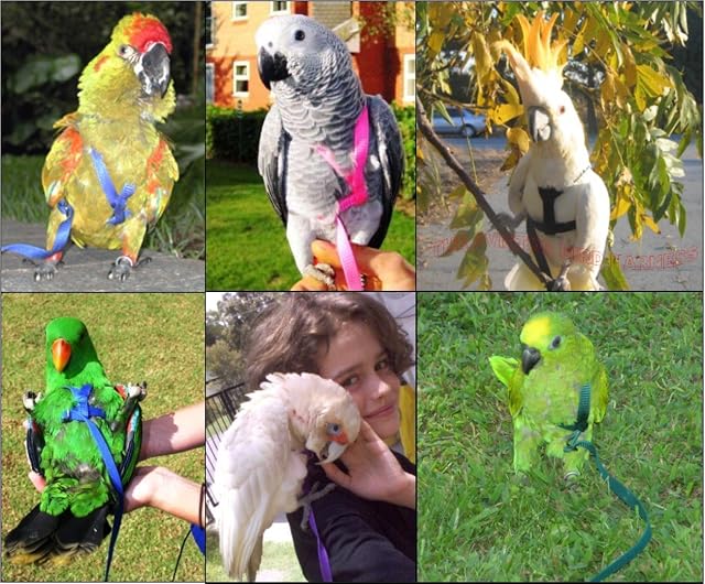 Foto 5 de 6 de Arneses para Animales pequeños ArneMedium Loros