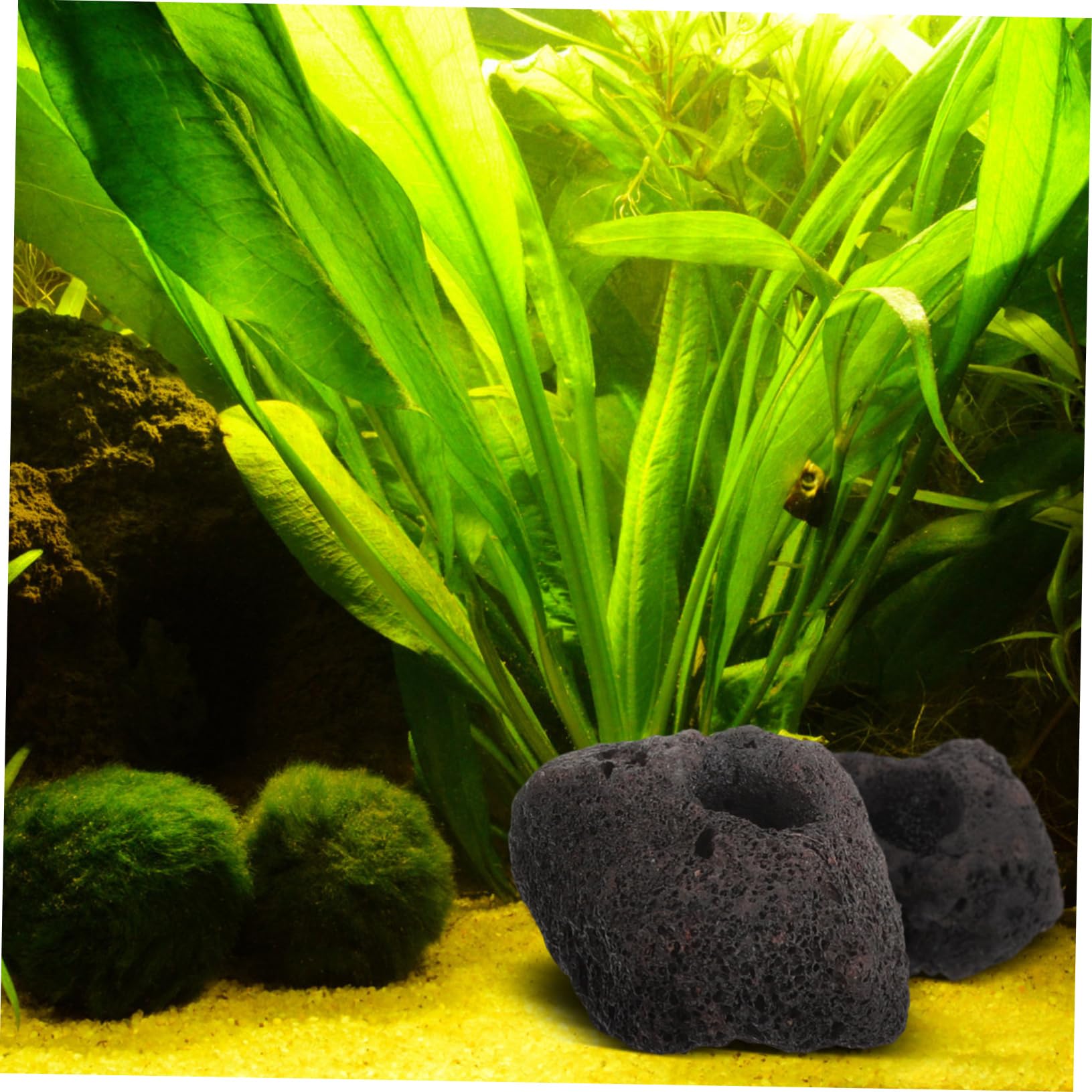Yardwe 10piezas Anillos Fijación Rocas Volcánicas Unidades Decoración Peceras Acuáticas