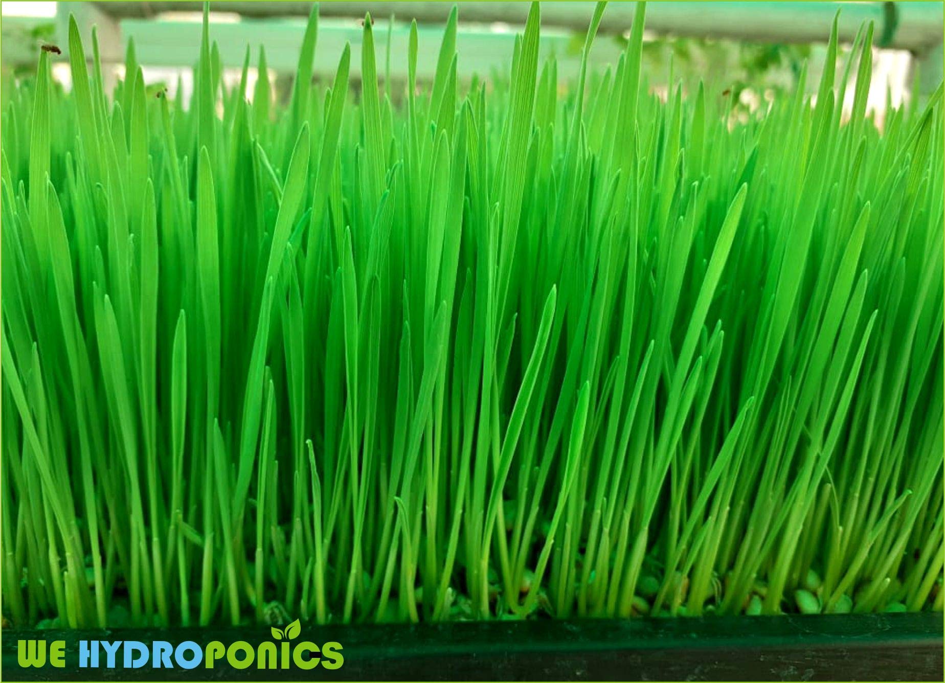 Wheat Grass Trays - Set of 20 for Microgreens -5 Wheat Grass Trays - Set of 20 for Microgreens -5