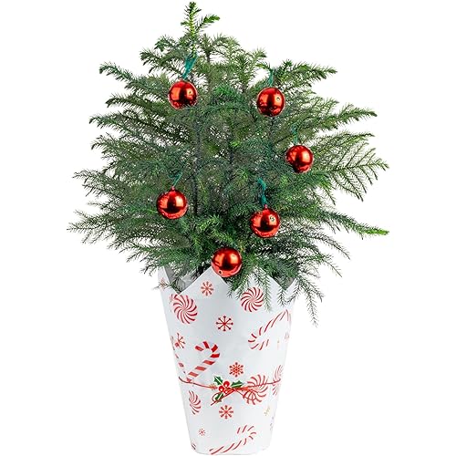 Costa Farms Norfolk Island Pine Live Christmas Tree, Live House Plant in Holiday Decorative Plant Pot, Easy to Maintain, Christmas or Holidays Decor, Decoration or Birthday Gift, 16-22 Inches Tall