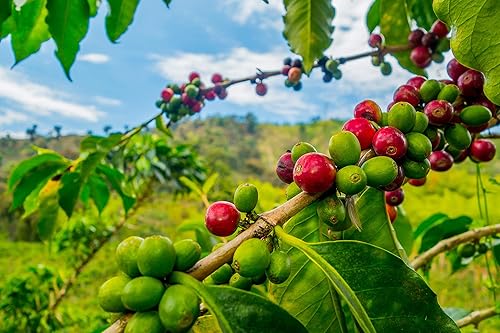 Miniatura 2 de Planta de café  4 plantas de inicio vivo en macetas de 2 pulgadas  Coffea Arabica  Hermosa planta de interior de fácil cuidado