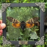 Vista 32 de Real Butterfly Framed Wall Art, Black Background Insect Display, Entomology Specimen Shadow Box, Dark Elegant Home Decor