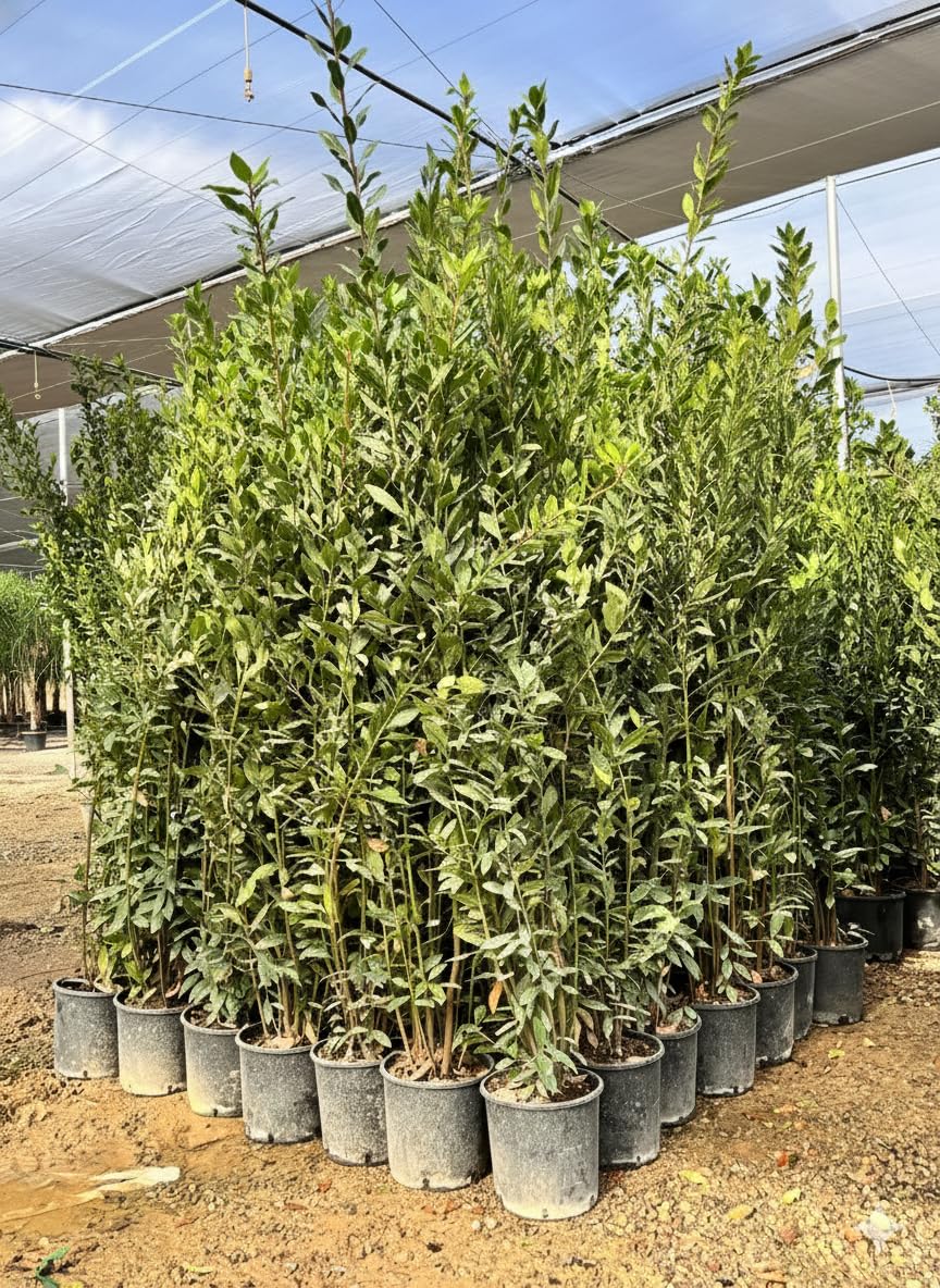 Laurus Nobilis - Laurus Nobilis - Arbuste à feuilles persistantes - 160 cm - Résistant à l'hiver - Pot de 10 l - Plante en pot de qualité supérieure pour jardin et terrasse - Laurier aromatique aux