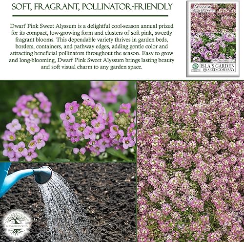 Miniatura 5 de Semillas de flores de Alyssum dulce rosa enano, más de 1000 semillas de flores por paquete, semillas de jardín de Isla (semillas de jardín de Isla),