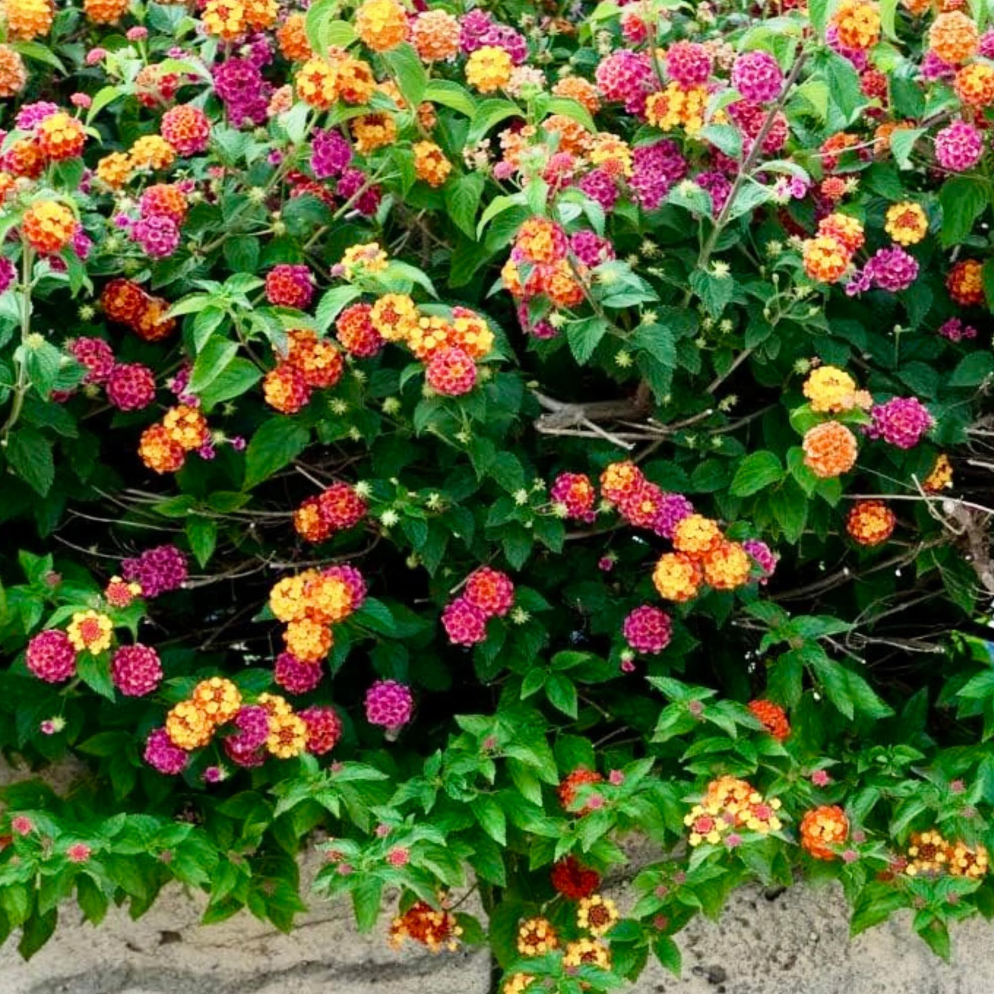 Clovers Garden Lantana Camara Flowers