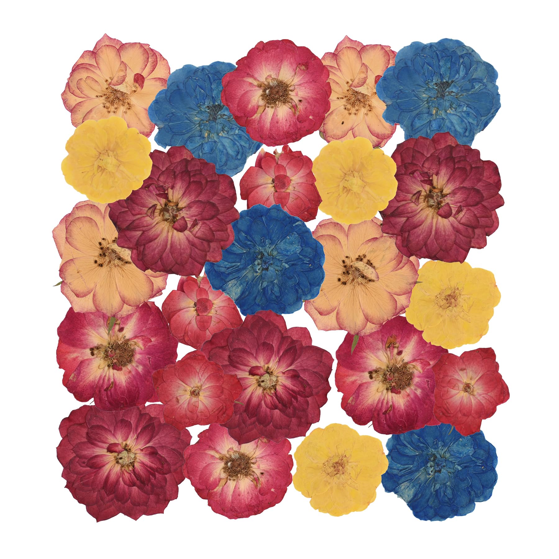 Rosa prensada seca en colores mezclados naturales para álbumes de recortes, pack de 24 unidades