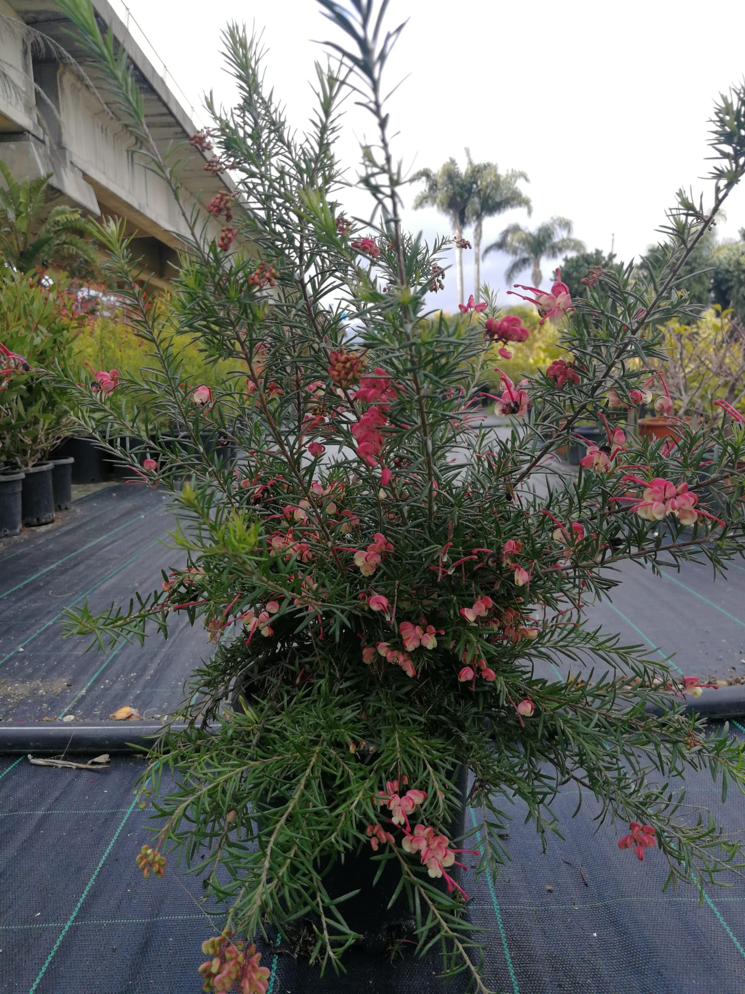 Grevillea rosmarinifolia, Piante per bordure e cespugli fioriti, vs18, grevillea