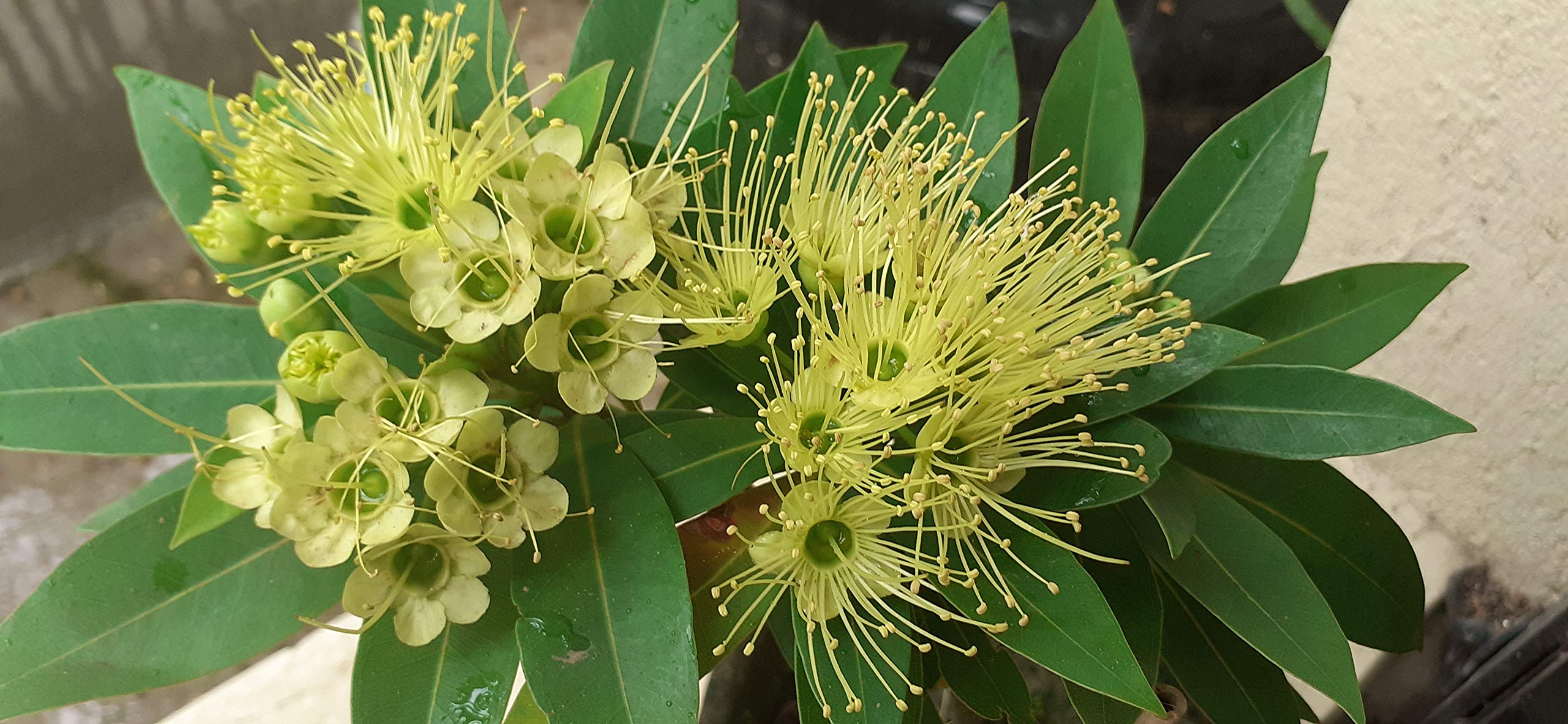 Plantazee Golden Penda Flower Xanthostemon Chrysanthus Live Plant |Green Leaf Live Plant (B08FH9XZFK) Amazon Price History, Amazon Price Tracker