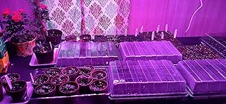 Review Image by MICHAEL HARRIS MICHAEL HARRIS