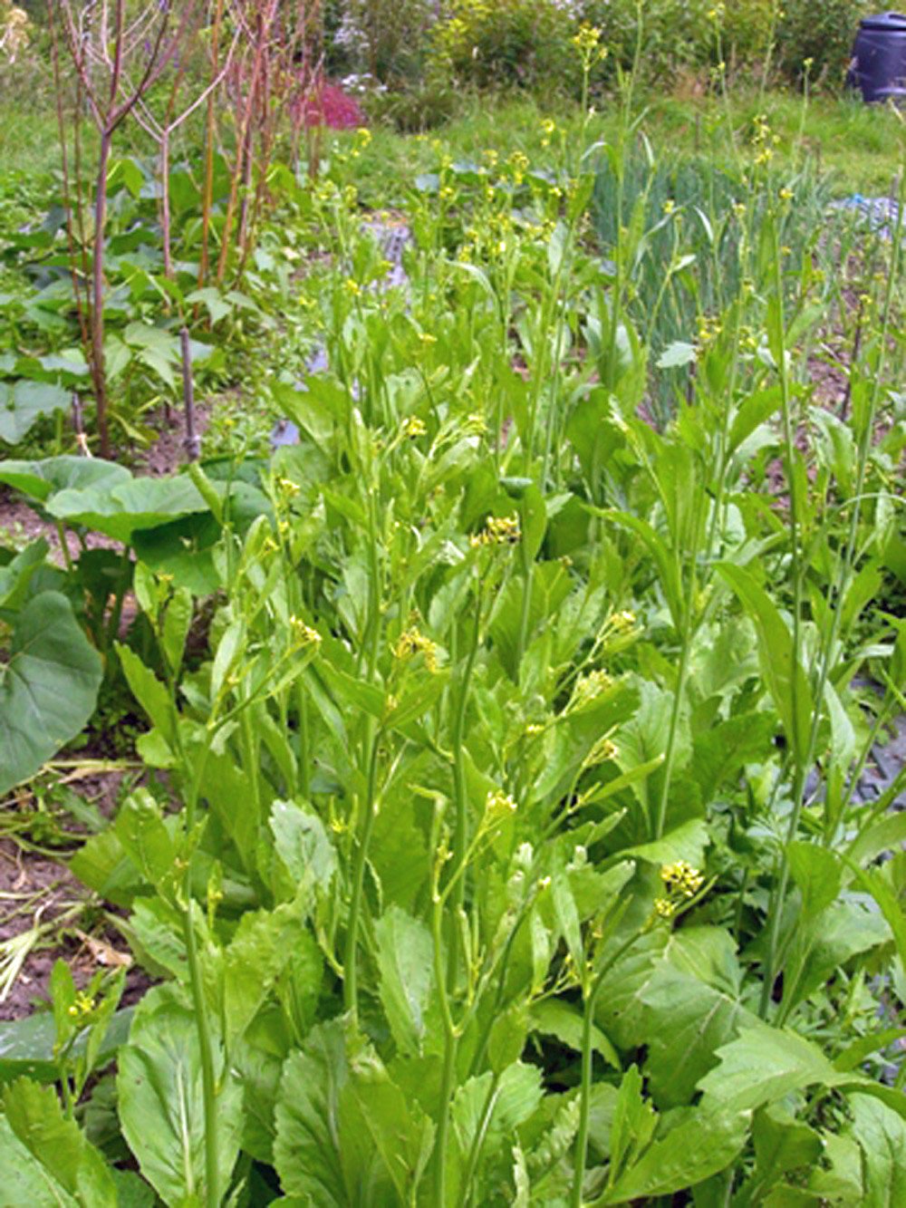 Mustard Greens Seed, Florida Broadleaf, Heirloom, Organic, NON GMO See