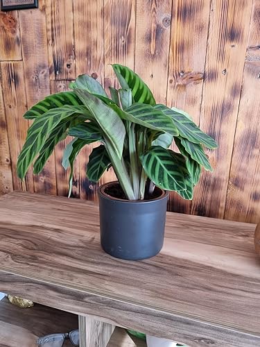 plantera monstera 4' Monstera Plant – Modern Gray Planter – CG Hunter