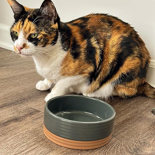 Miniatura 7 de Mora Tazón de cerámica para mascotas, tamaño pequeño, plato de comida y agua para cachorros, gatos, conejillo de indias, conejo, hámster, serpiente,