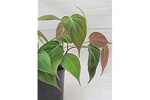 Micans Philodendron Plants for Sale