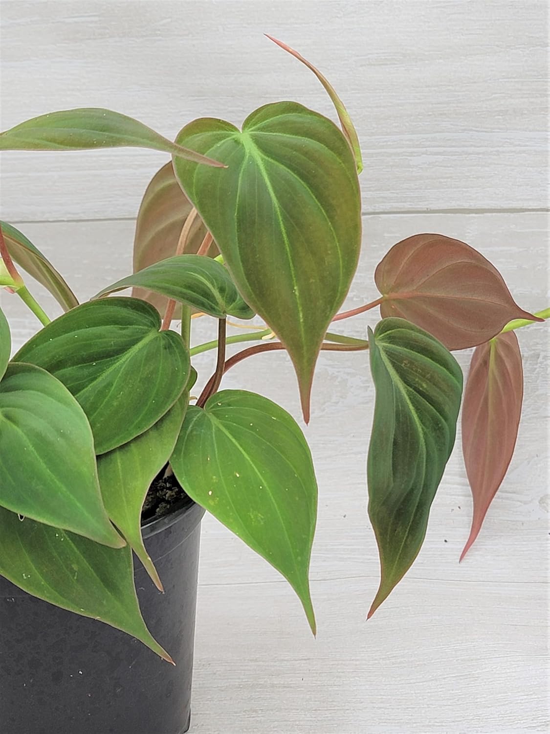 Philodendron Micans Live Rare Houseplants - Fully Rooted Indoor Plants in 4" Pot by 3exoticgreen | Elegant Philodendron Plant Live for Home Decor and Air Purification