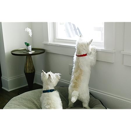 dog window sill guard