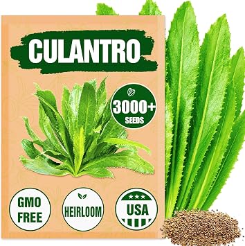 Premium Culantro Seeds 3,000+ Non-GMO Heirloom Seeds - High-Yield, Authentic Flavor & Easy Growing