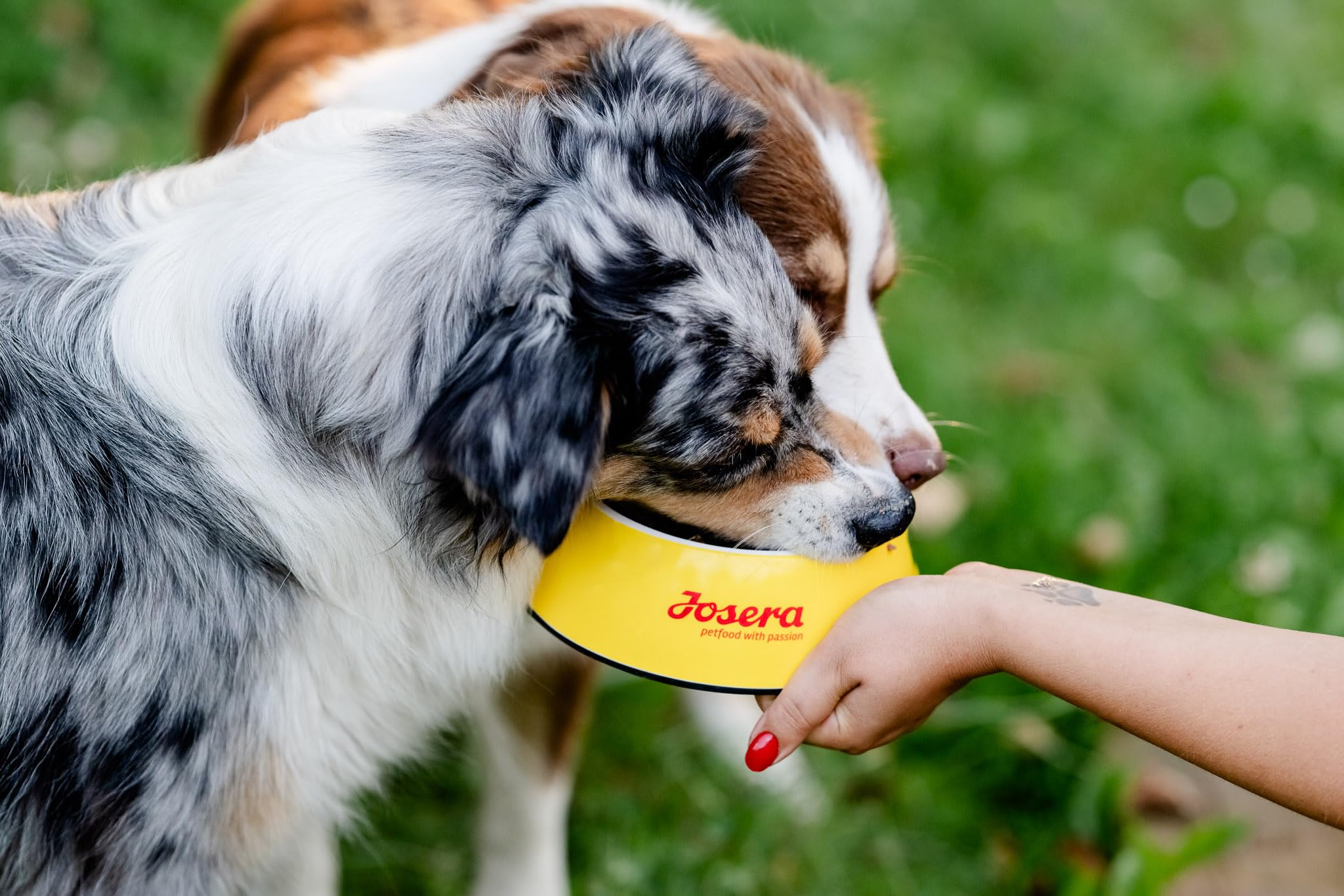 Josera Adult Optiness 12,5kg Karma Dla Wybrednych Psów z Jagnięciną
